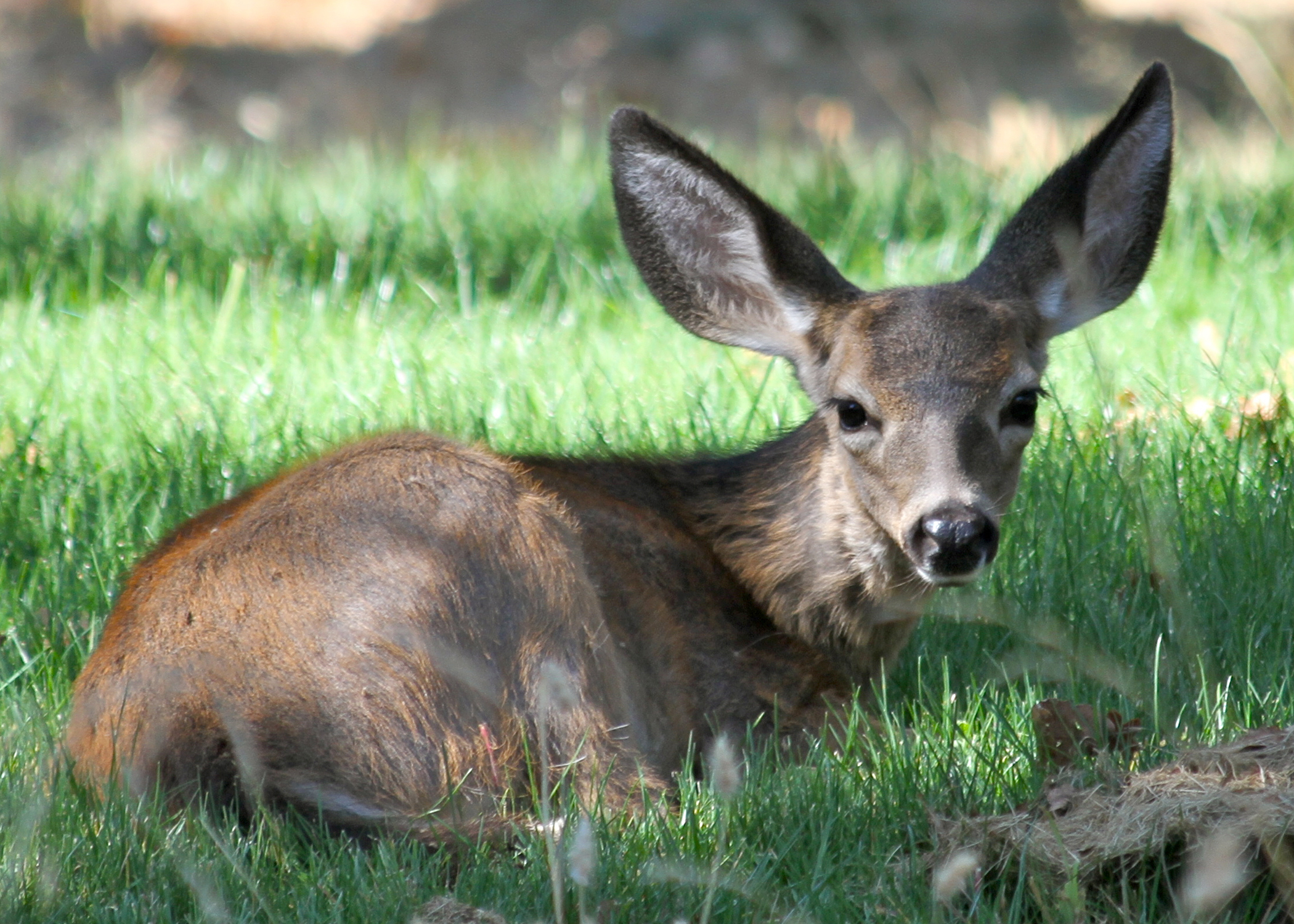 Adenovirus hemorrhagic disease is killing blacktail deer on B.C. islands.
