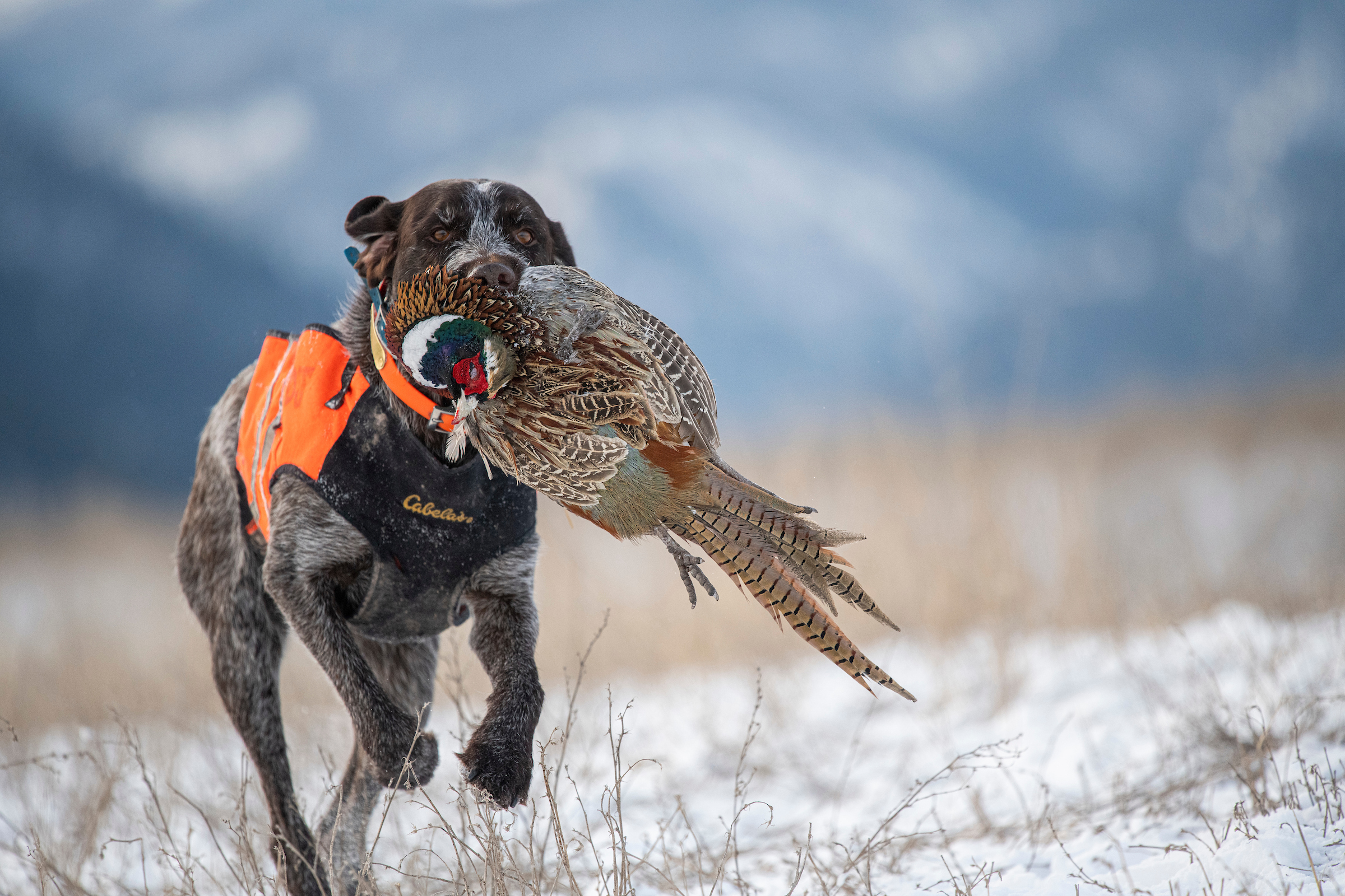 Hunting in the high plains might be tough this year, but there will still be birds for hunters who work for them. 