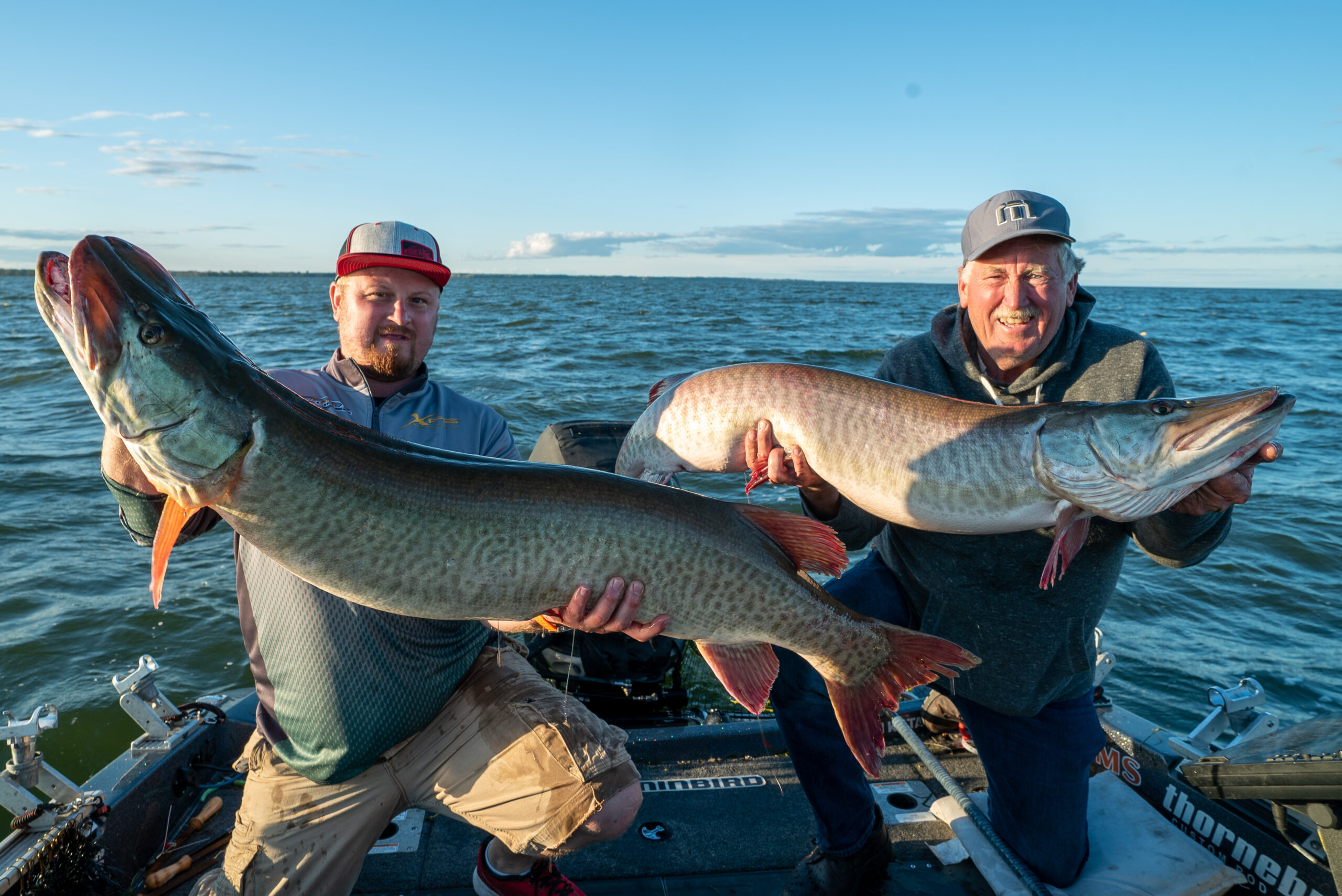 These two giant muskies were netted simultaneously in Green Bay.