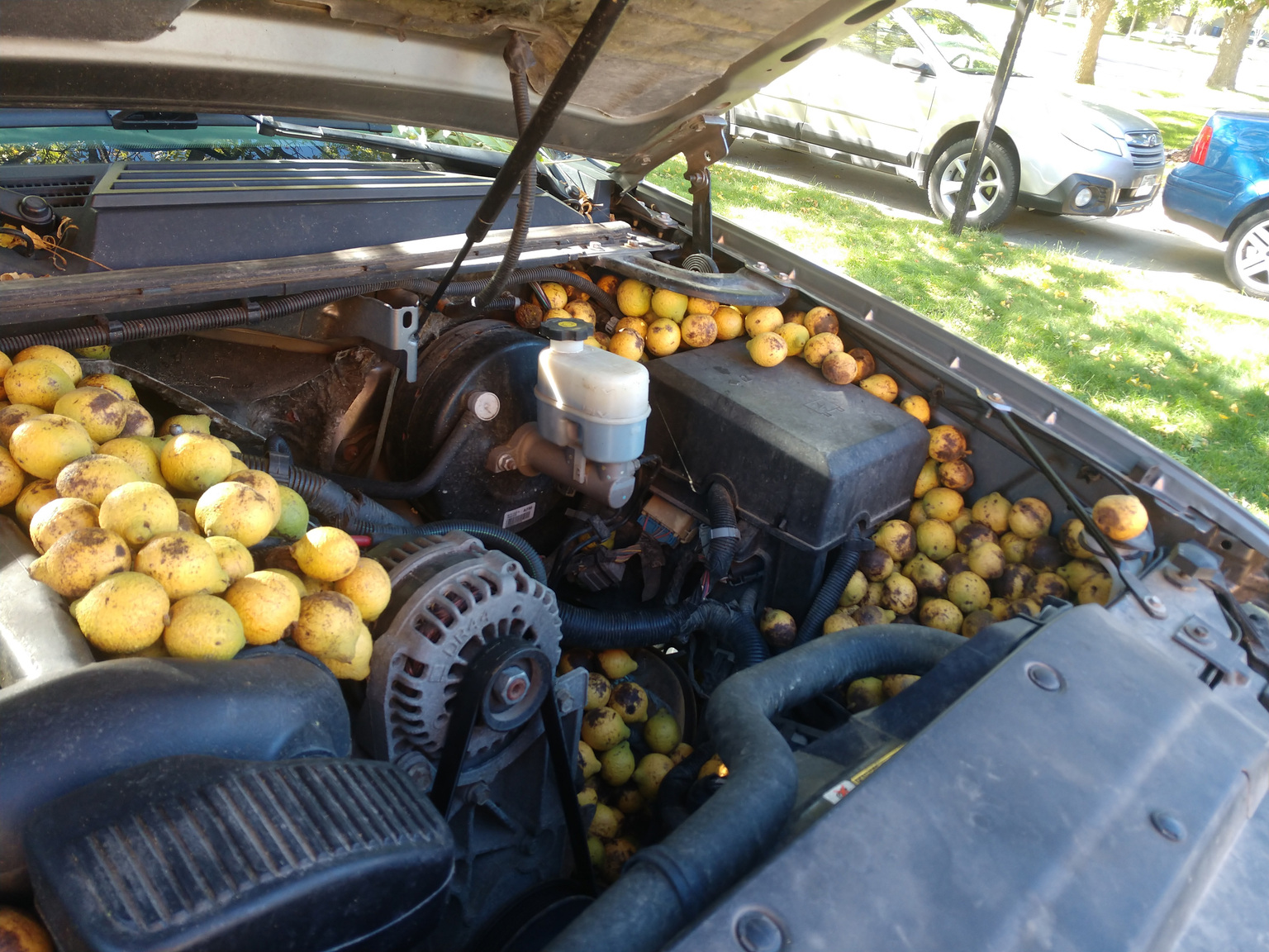 Bill Fischer pulled more than 42 gallons of walnuts from the engine compartment of his pickup. 