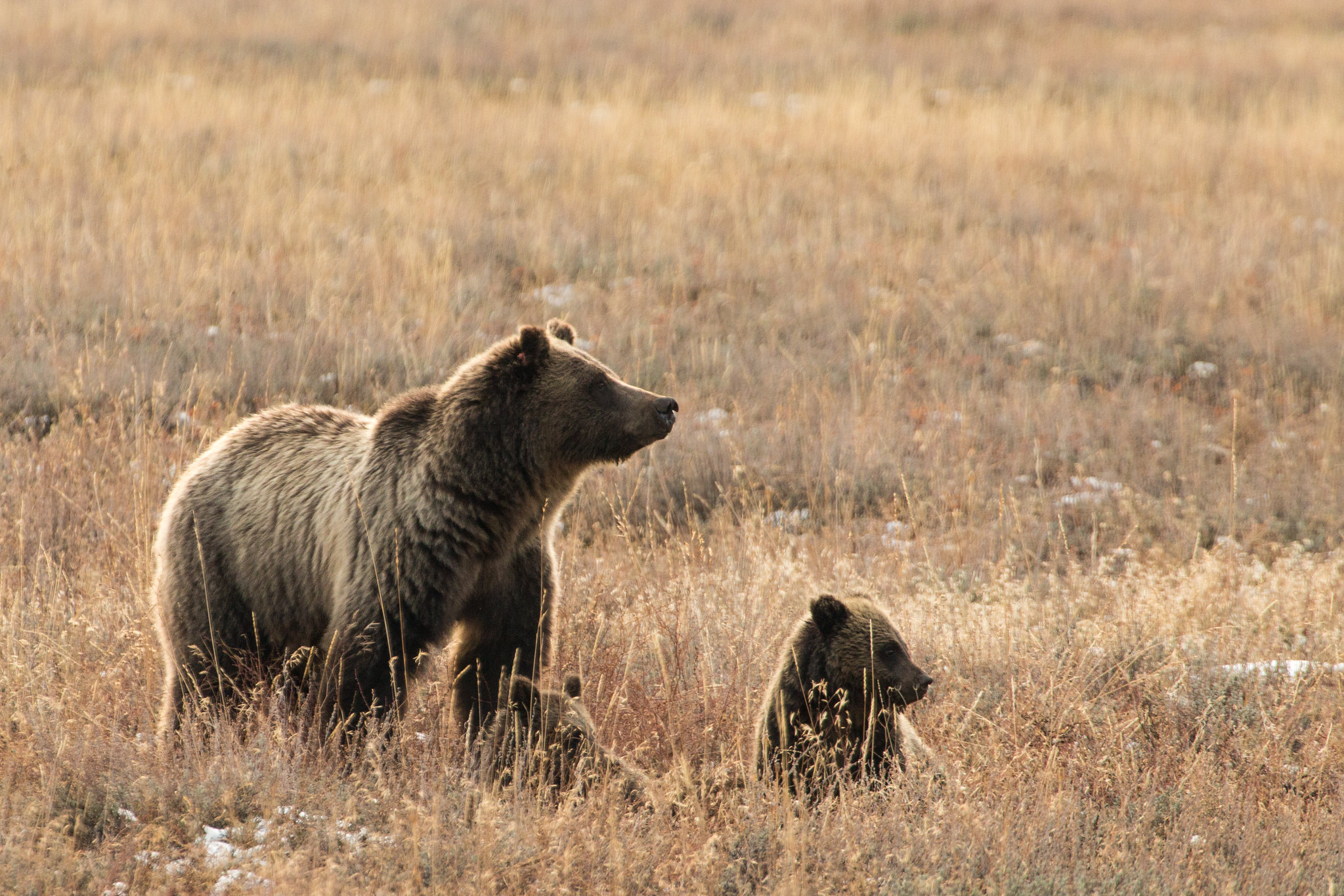a mother grizzly with cubs