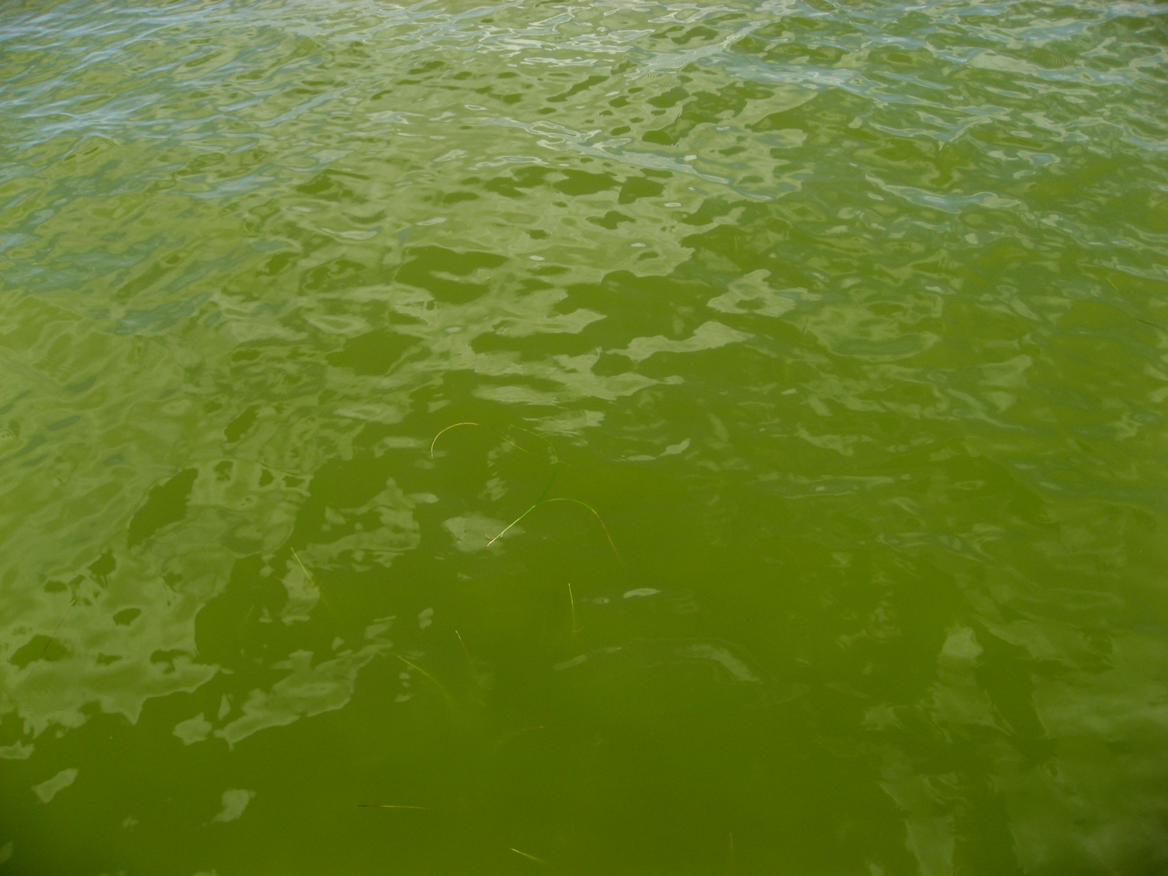 Discolored water in the Indian River Lagoon was caused by algae.