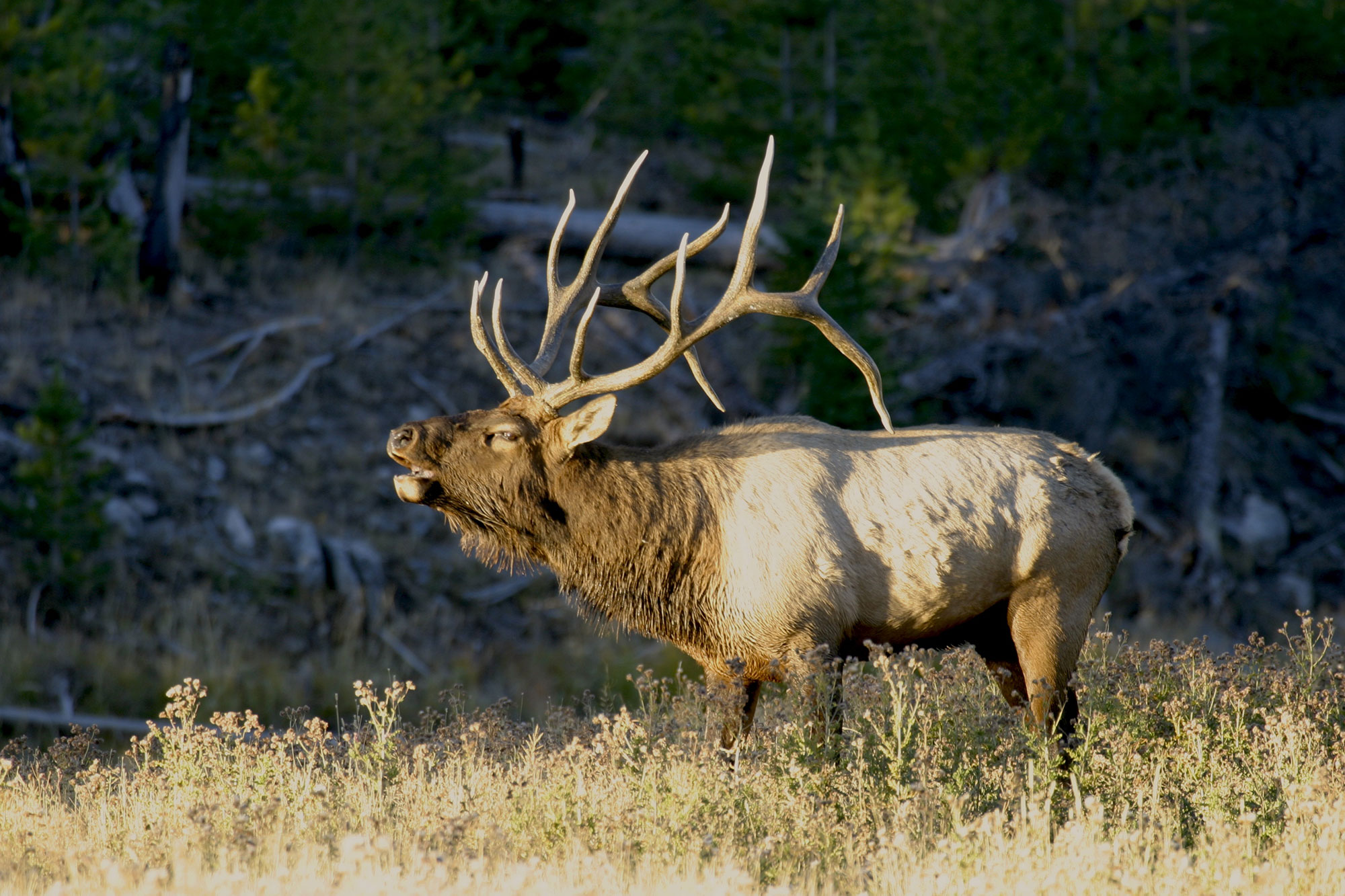 Master Shot Placement on Western Big Game | Outdoor Life