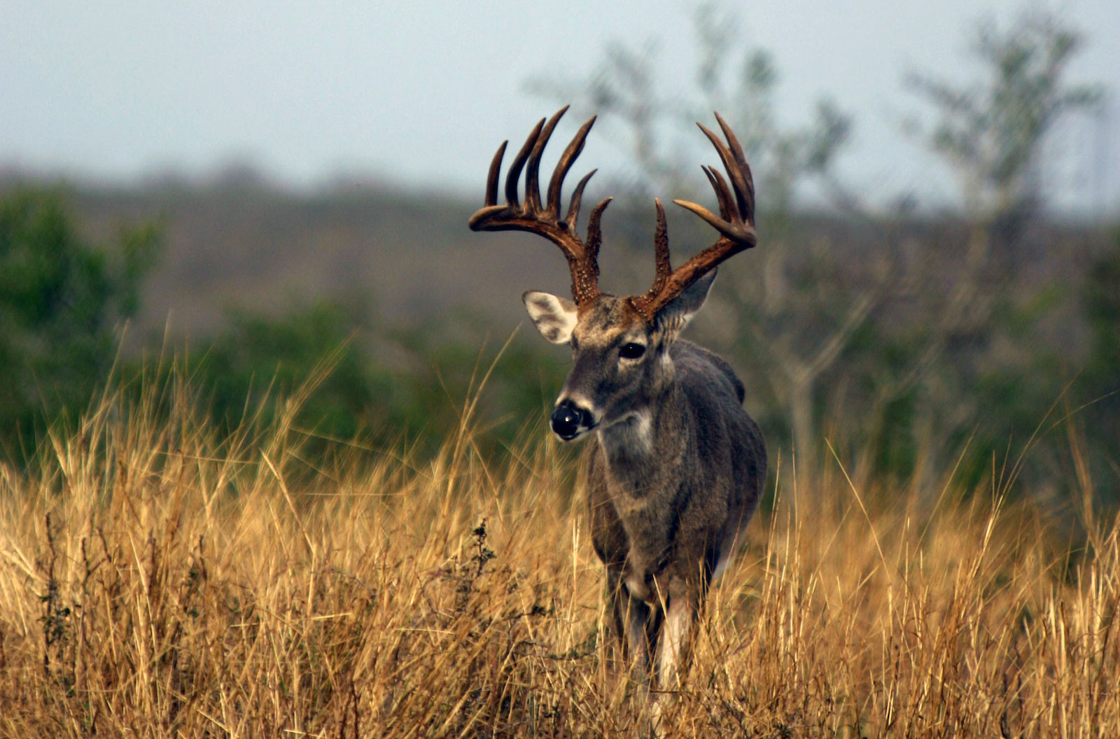 The South (Not the Midwest) Is the Best Region for Mature Bucks