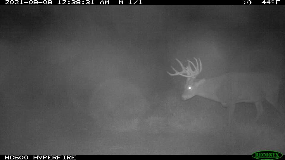 A September trail cam photo of Drury's buck.