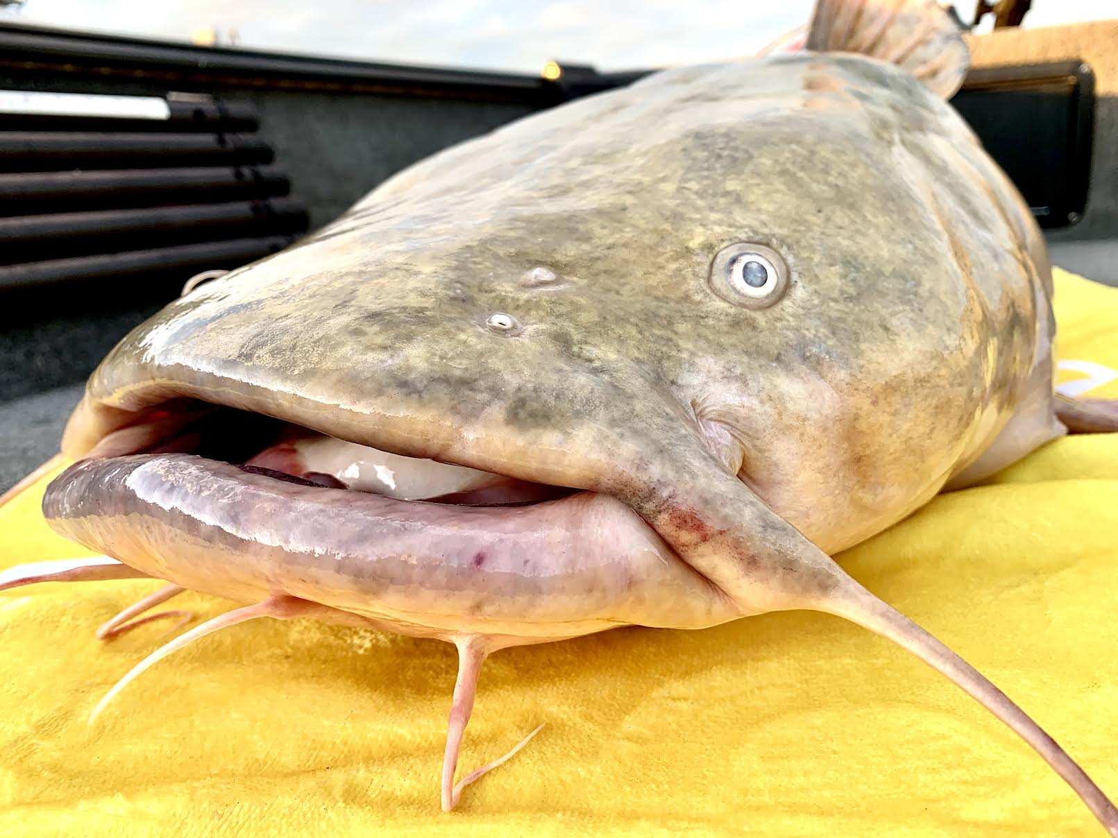 A potential new state-record flathead catfish