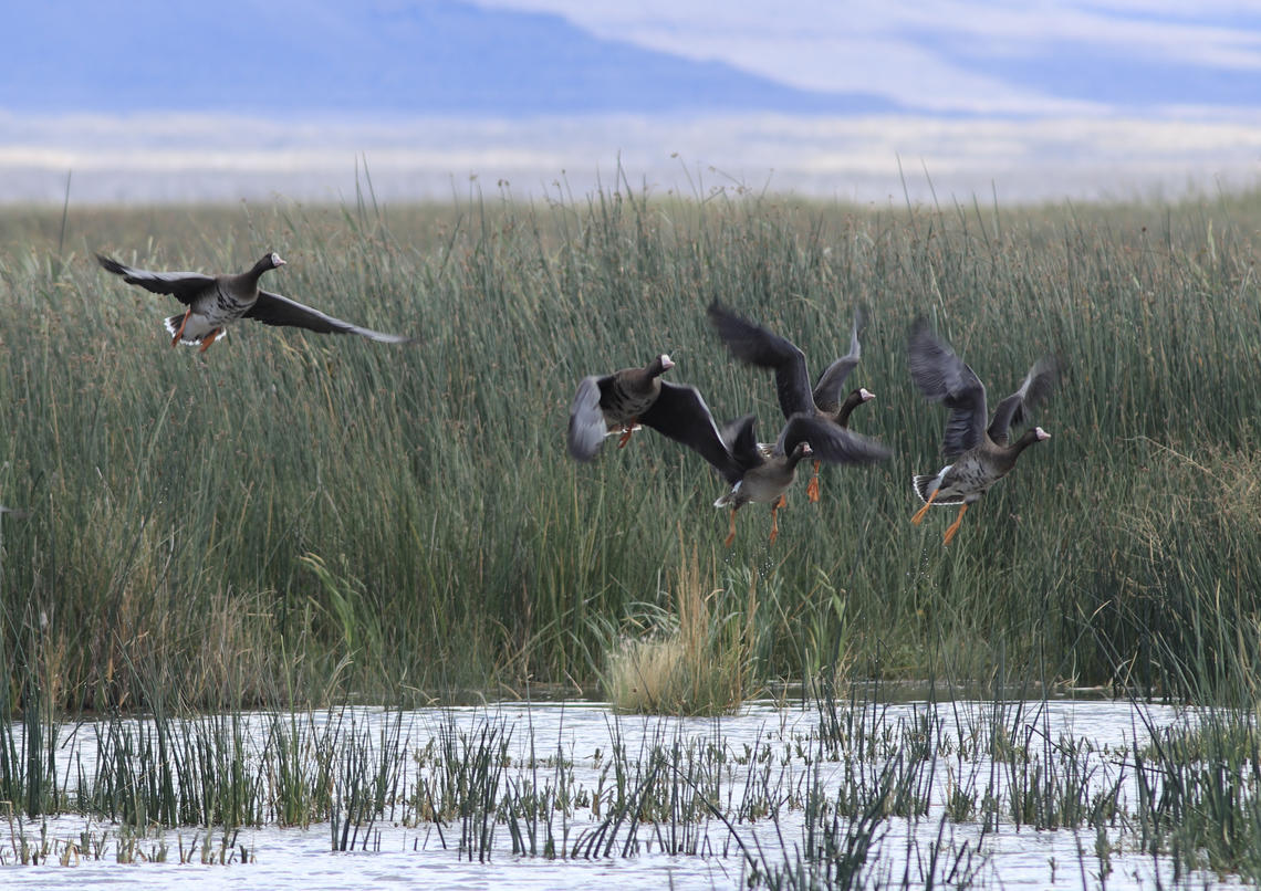 Tule white-fronted geese had to alter their migration this fall due to wildfires.