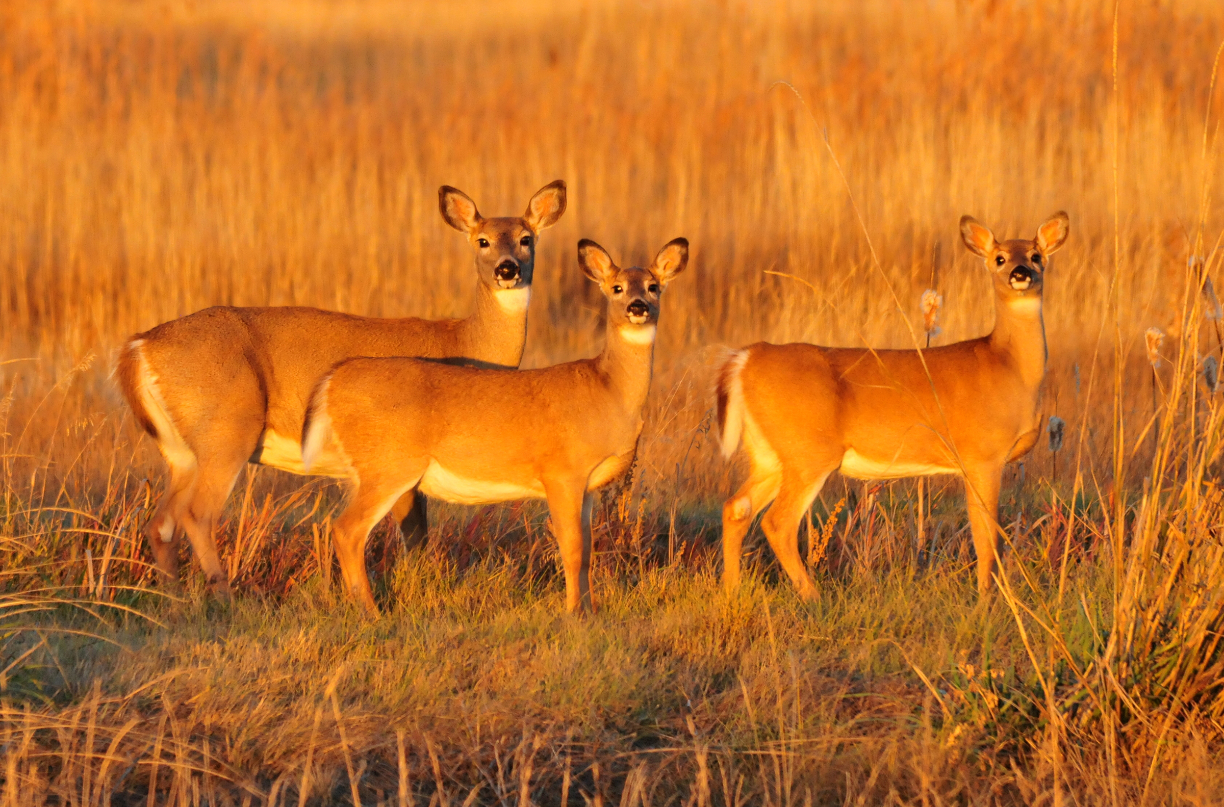 Hunting seasons are designed so that does who still have fawns with them may be tagged.
