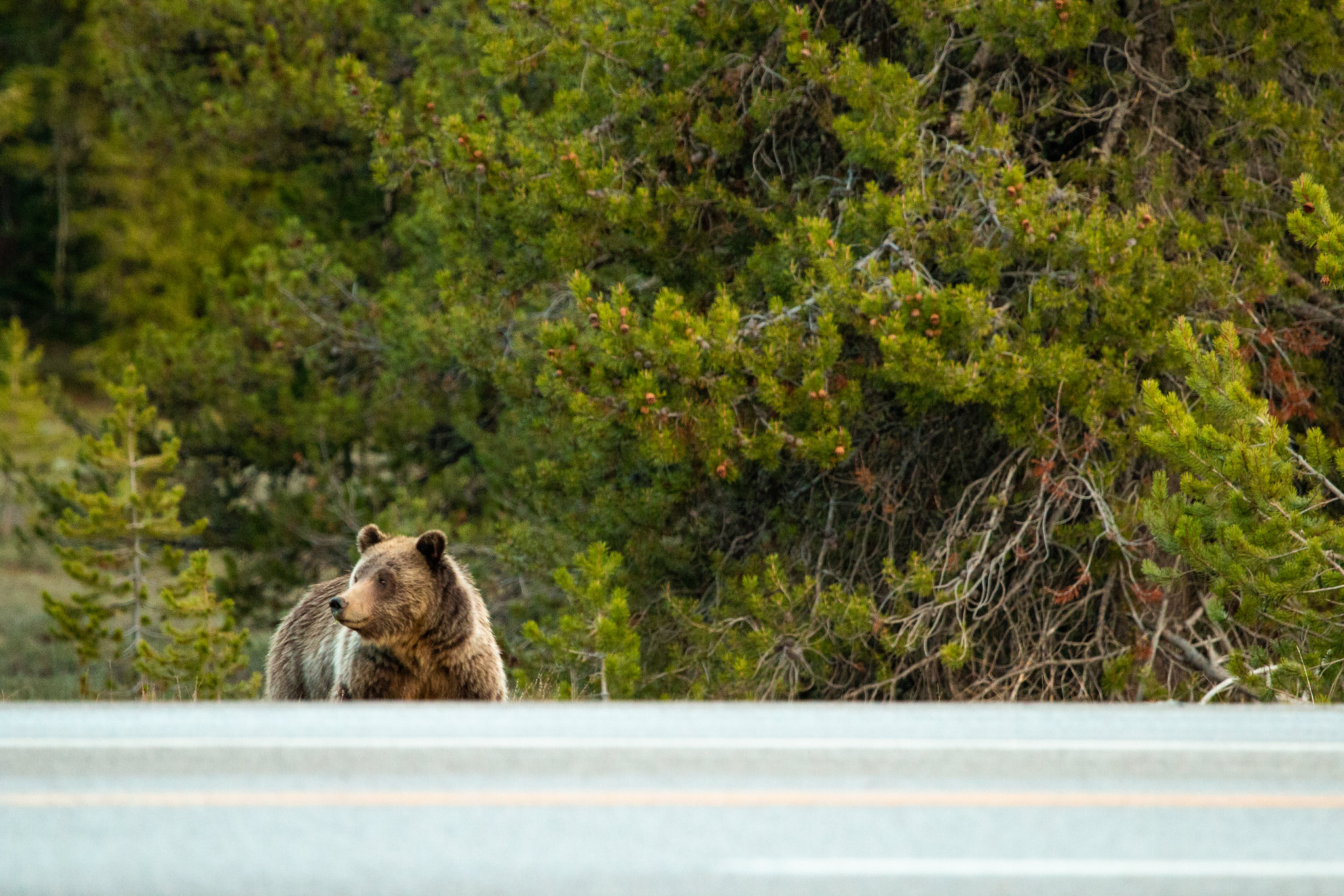 Problem bears in grizzly country are a byproduct of expanding bear populations