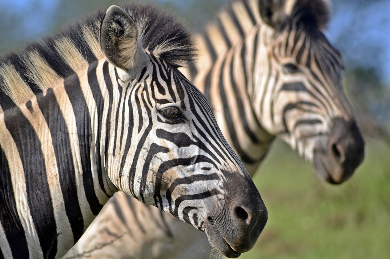 What's the best way to catch runaway zebras? With other zebras, of course. 