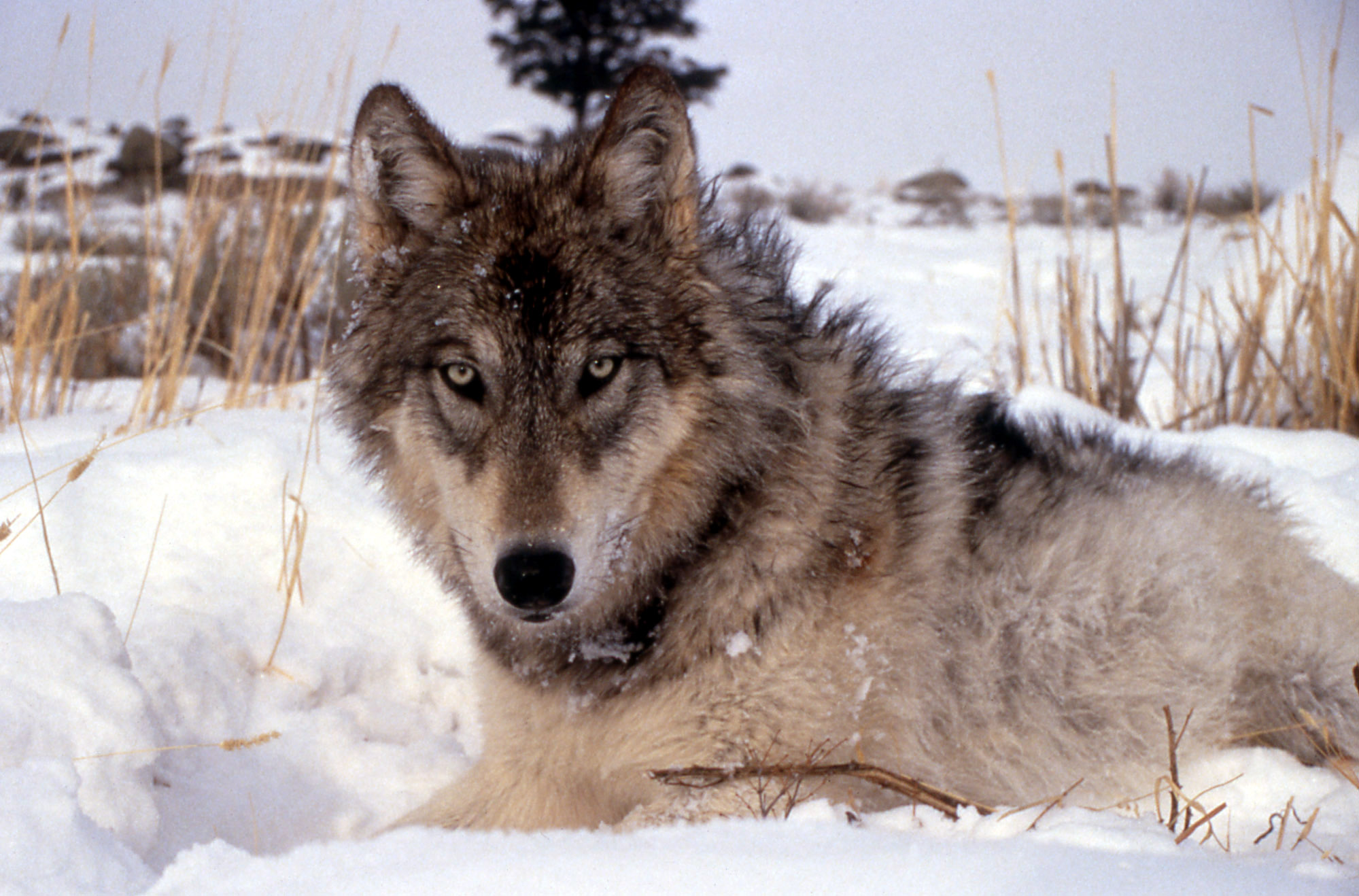 The Wisconsin wolf hunt has been halted by a judge.