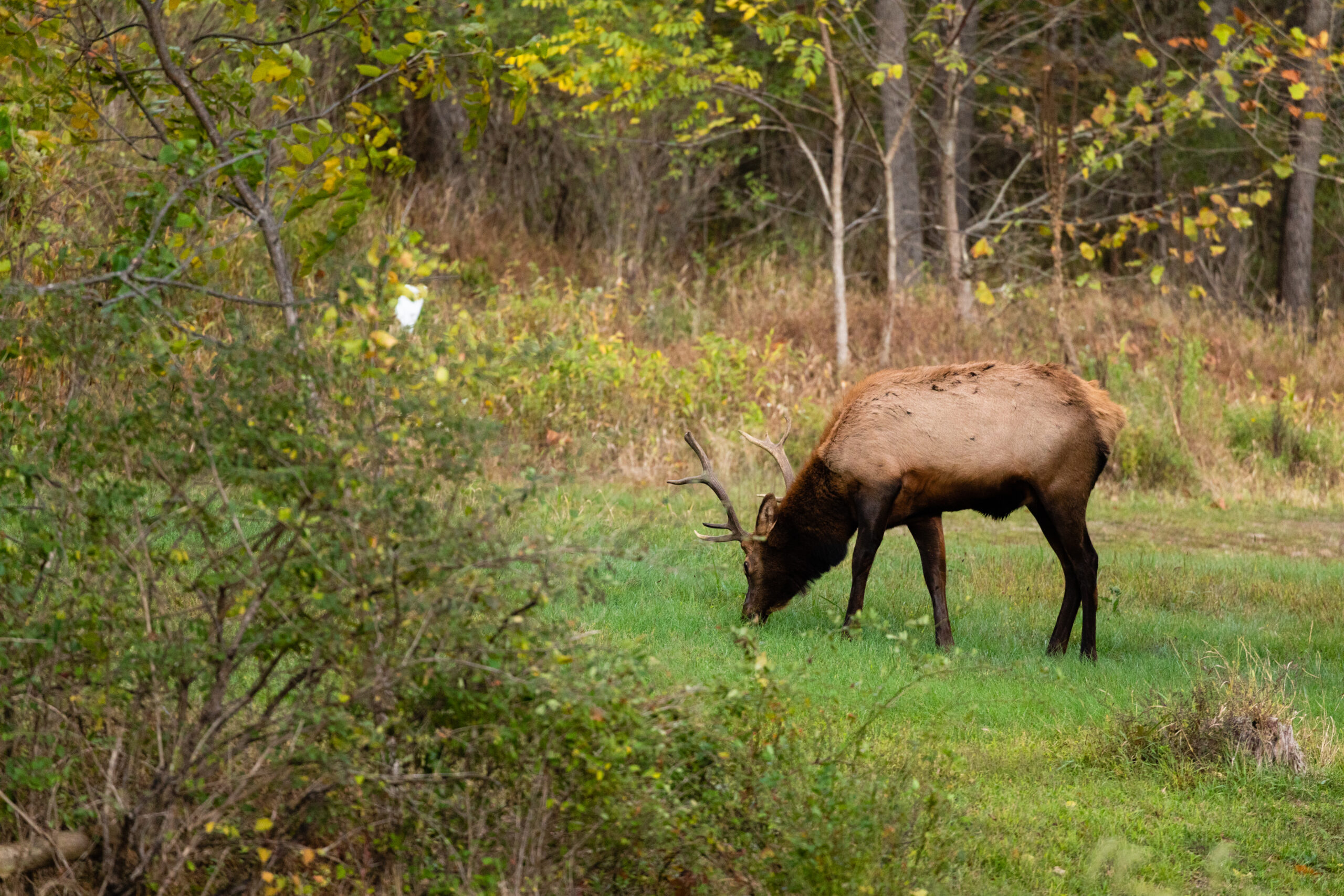 CWD in Pennsylvania deer is a potential threat to the state's elk herd.