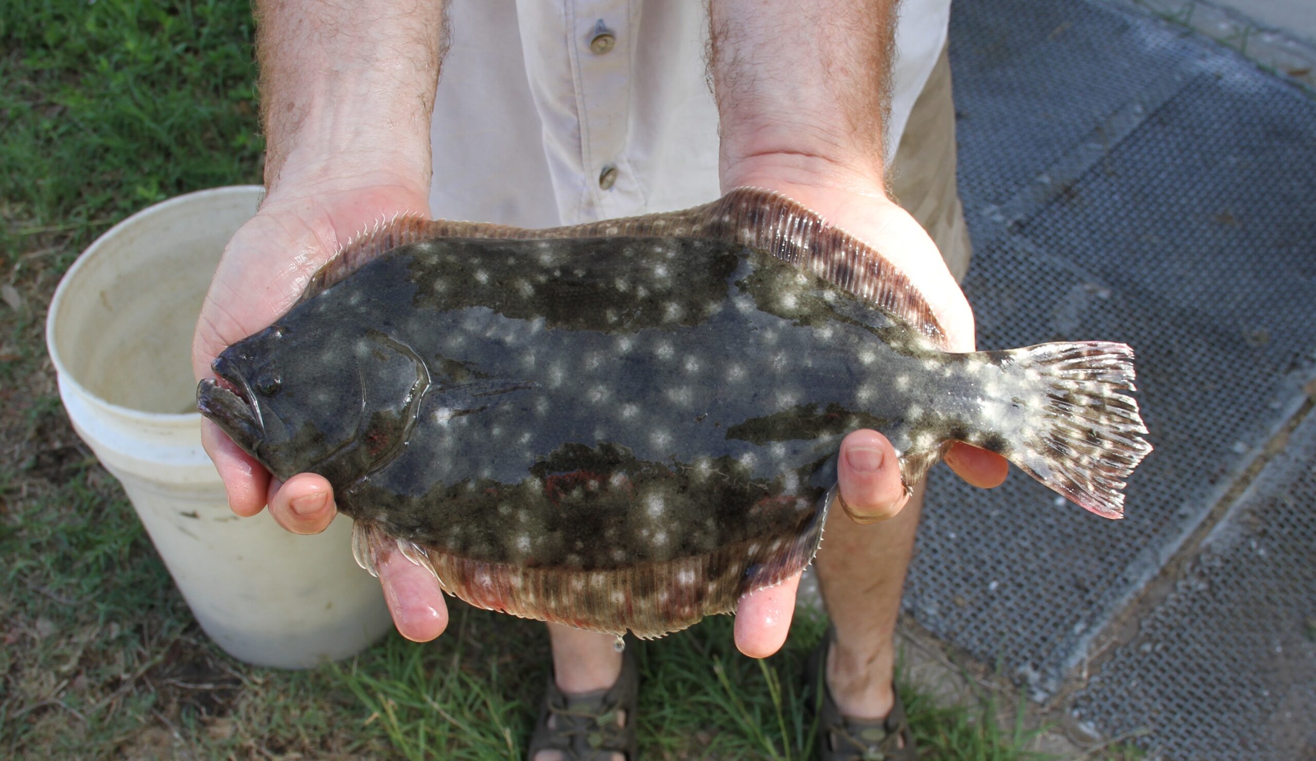 Texas and other coastal states are enacting temporary closures to the flounder fishing season in response to declining populations throughout the flounder's native range.