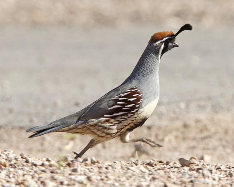 Gambel's quail are one of three quail species you'll need to complete the Arizona slam.