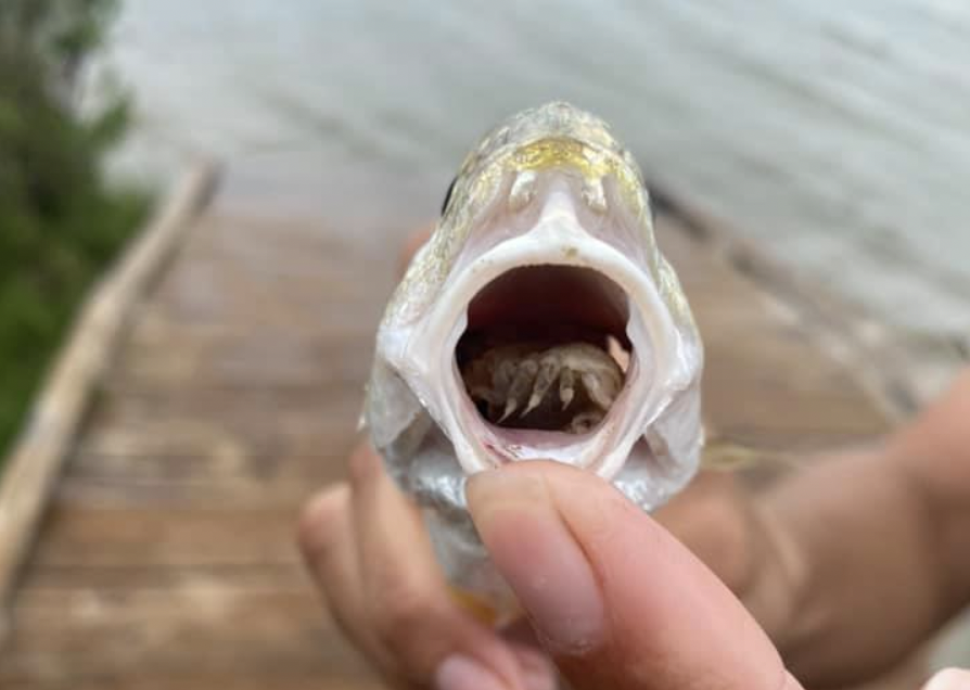 The tongue-eating parasite is one of creepiest creatures living in Texas waterways