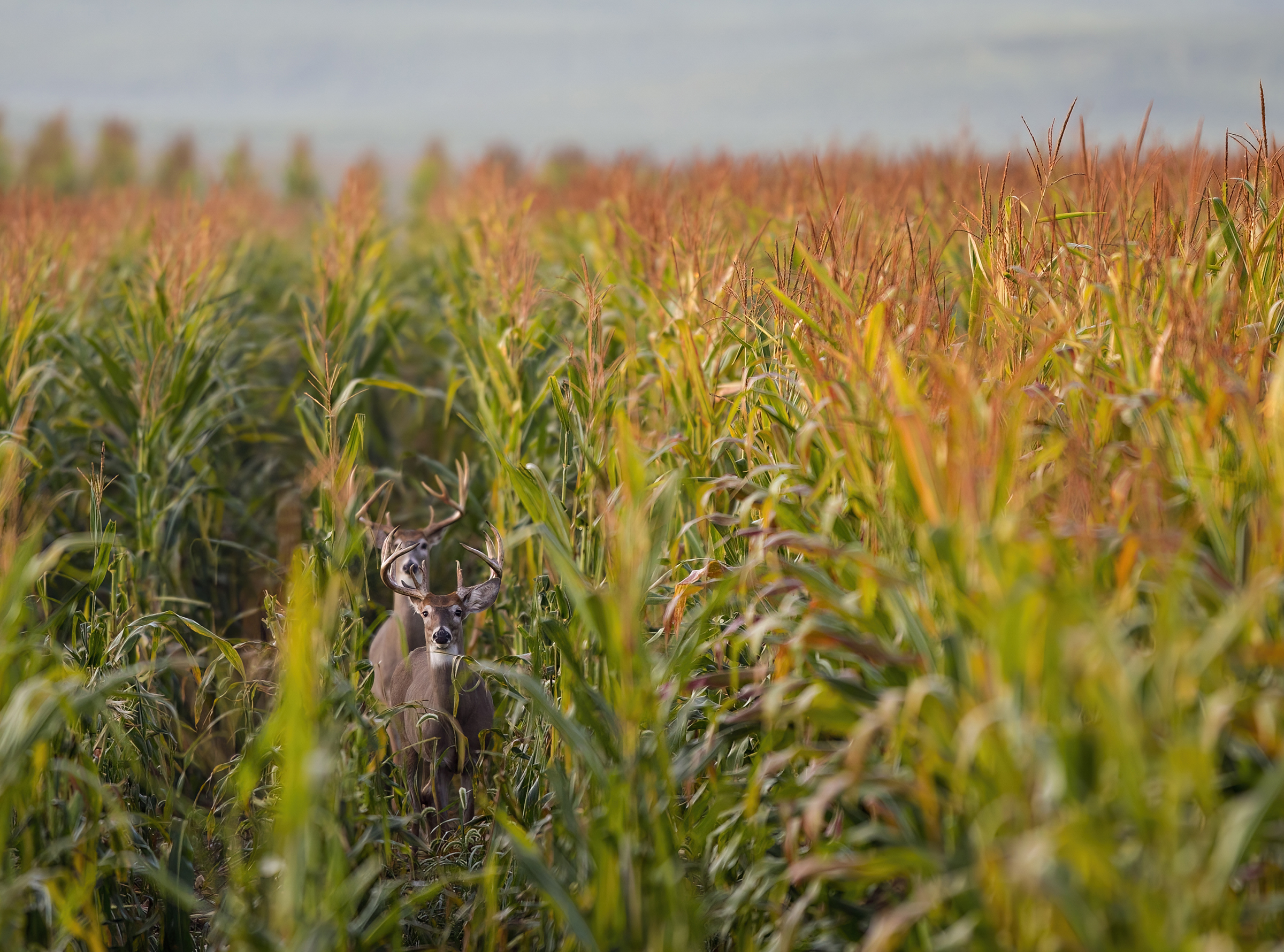 Whitetail culture has been pervasive for millennia, and across geographic ranges.