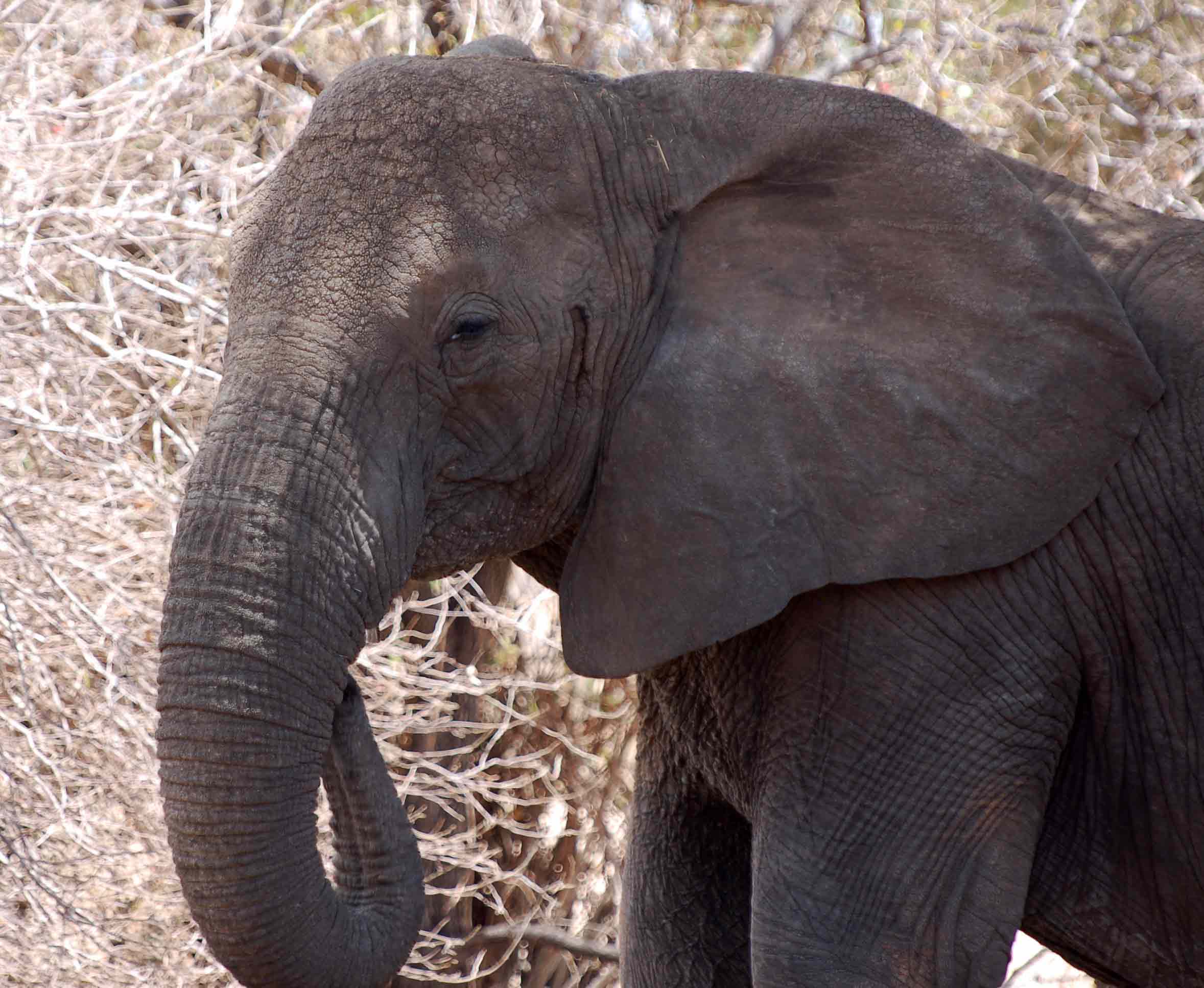 A new study shows that females could be losing their tusks as an evolutionary response to poaching