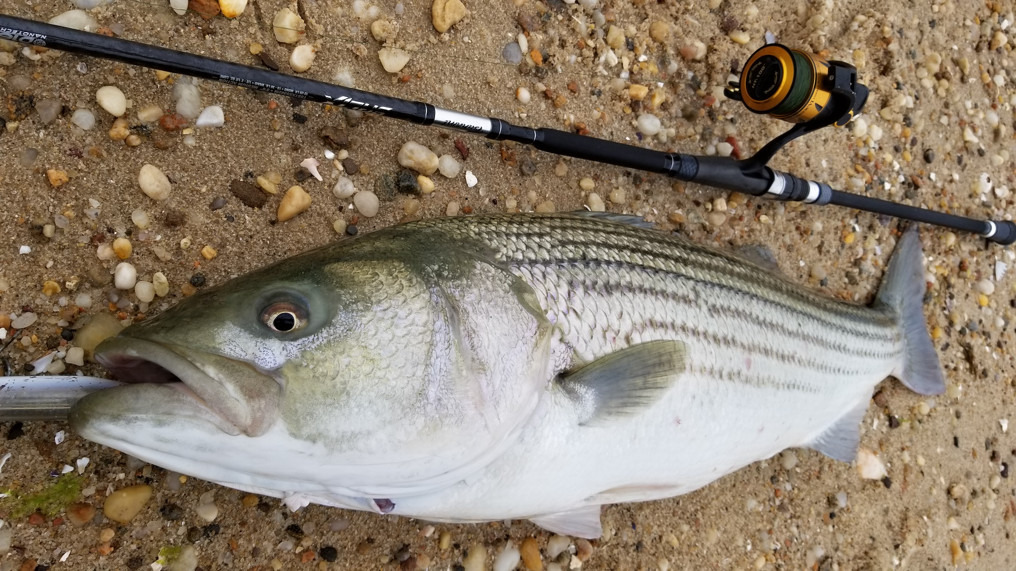 A striper fish next to a black fishing rod attached to a orange and black Spinfisher spinning reel