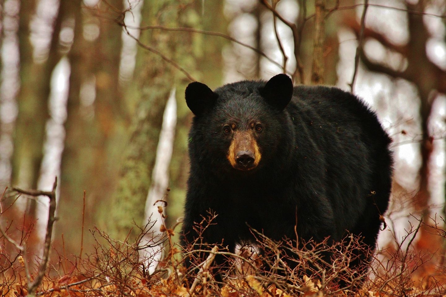 The Missouri black bear population has surged in recent years to a huntable population.