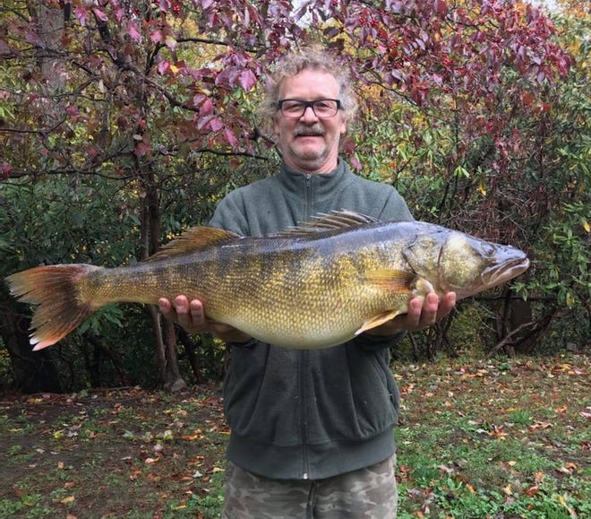Angler Richard Nicholson caught the whopper walleye from the Youghiogheny River near his home in Pennsylvania