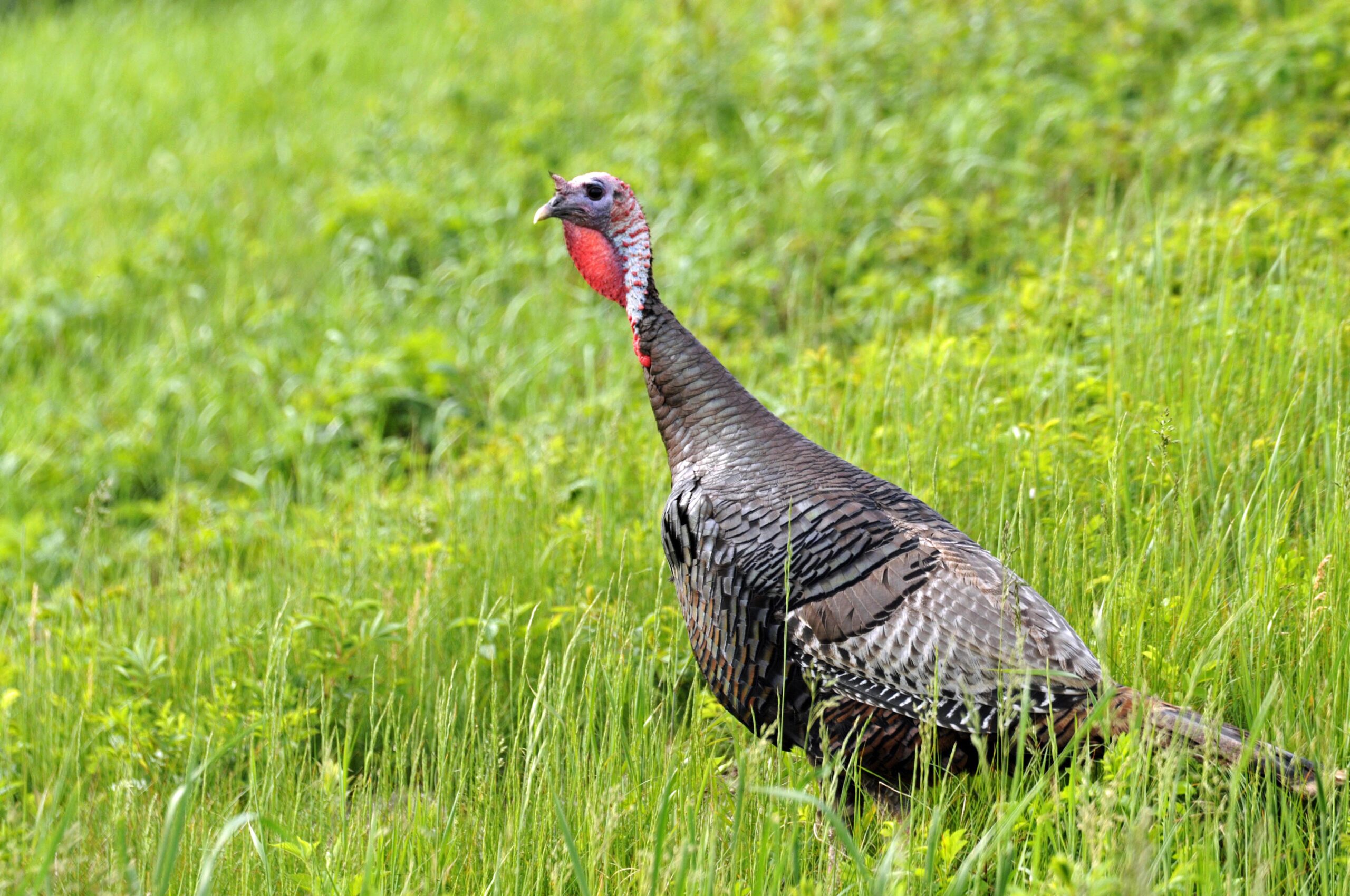 Populations of wild Eastern turkeys have continued to decline in the southeastern United States