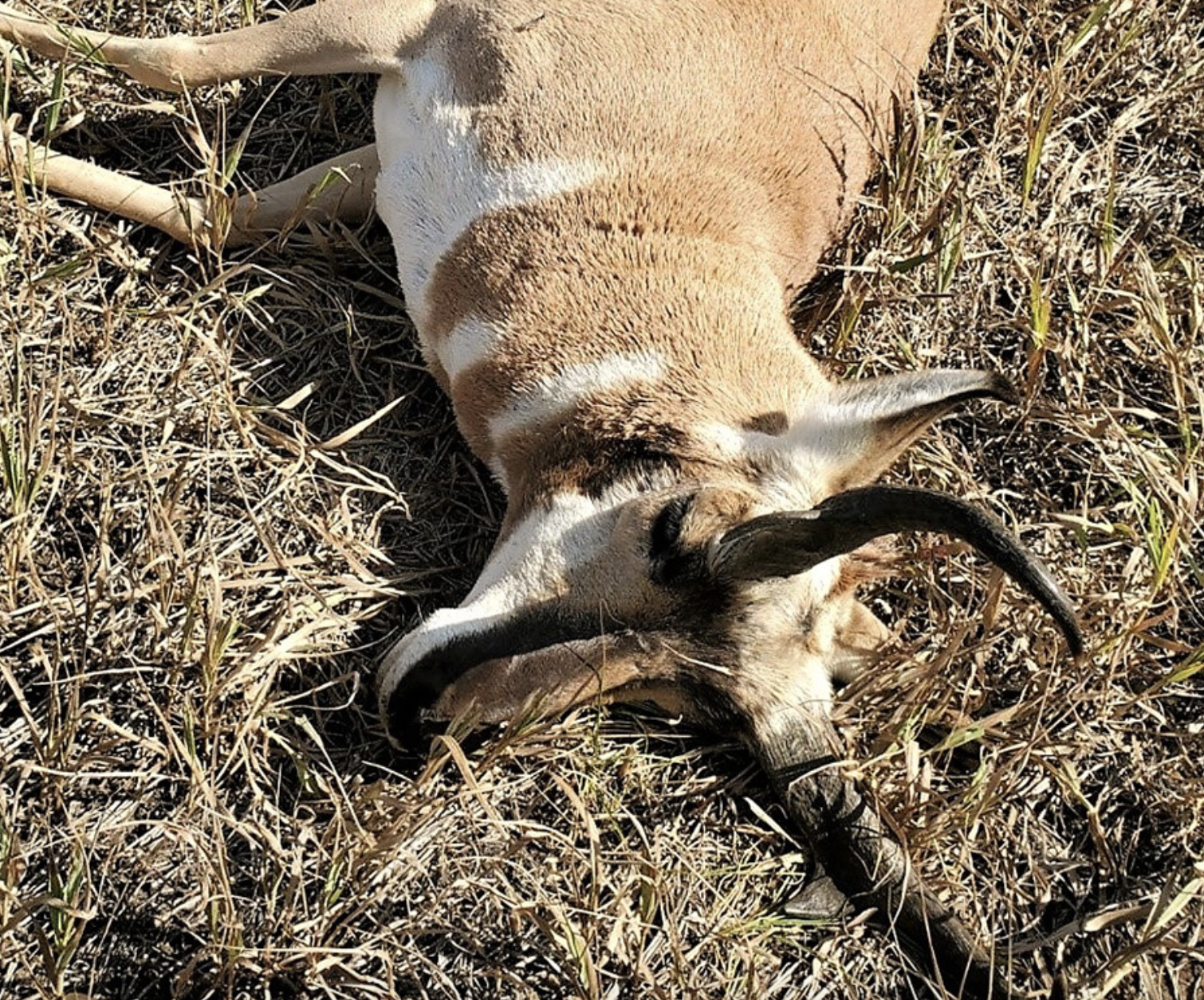 The dead pronghorn was just one of the animals killed by the trio of out-of-state poachers