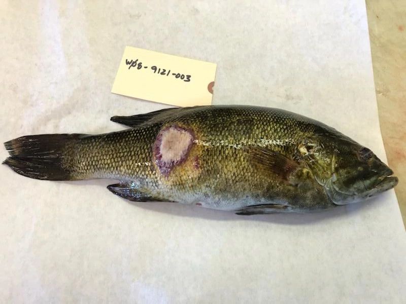 A smallmouth bass with evidence of a largemouth bass virus.