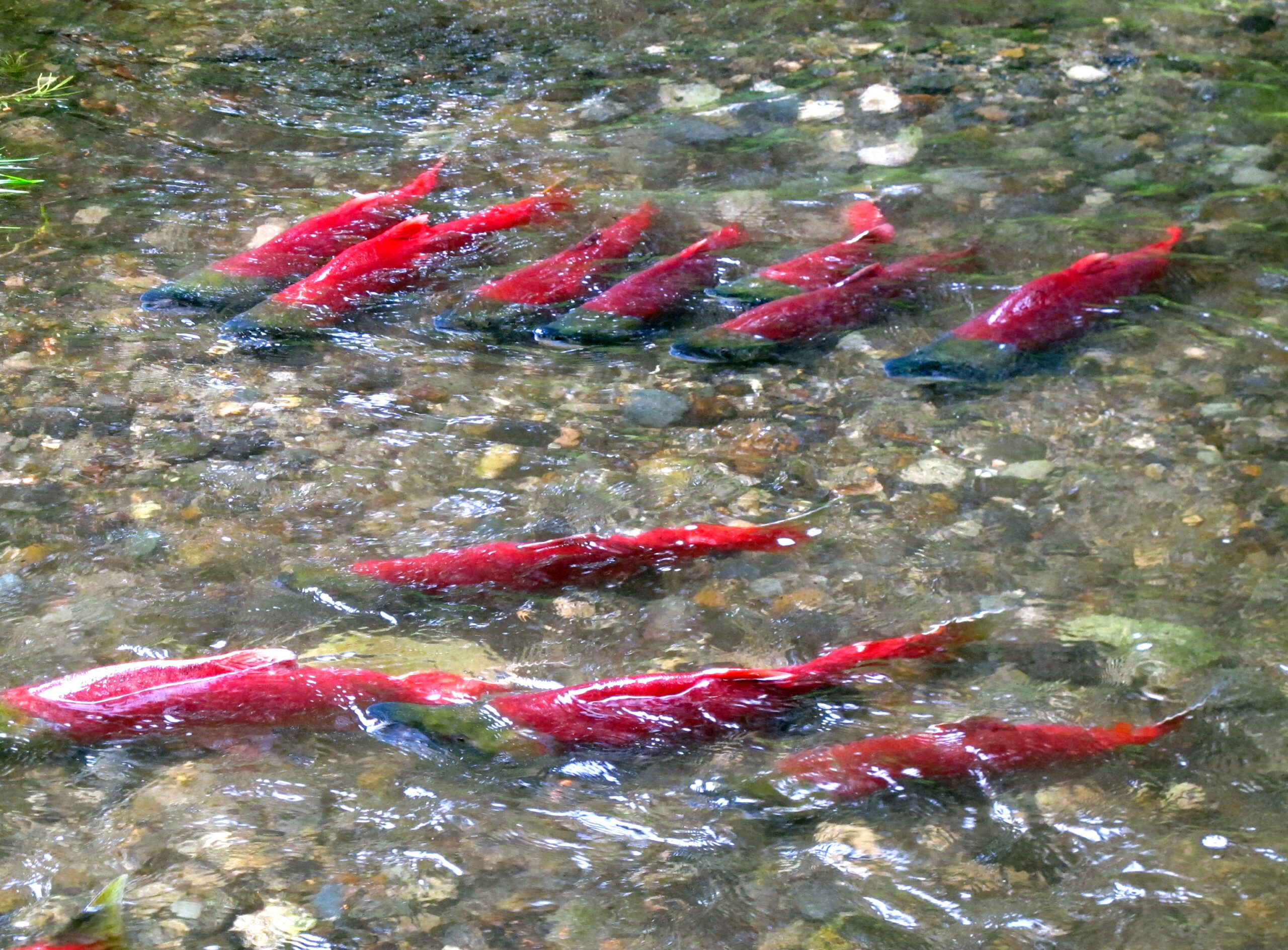 Every year, millions of sockeye return to the headwaters of Bristol Bay, the proposed site of an open-pit gold and copper mine known as the Pebble Mine