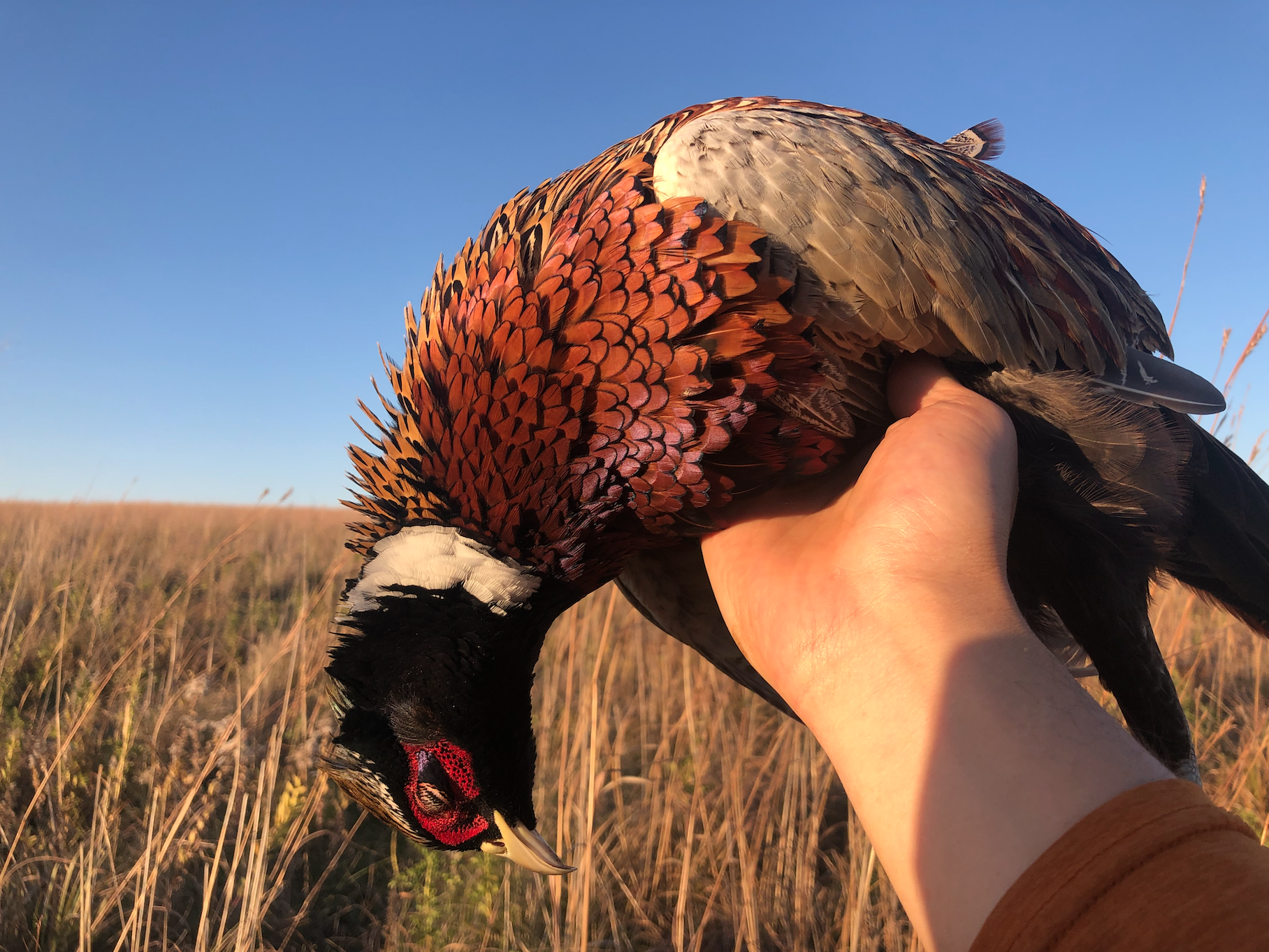 south dakota pheasant