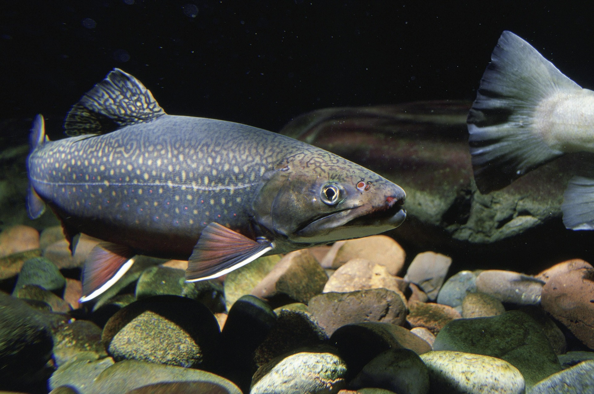 Brook trout are native to the eastern seaboard and midwest, but they have been widely introduced throughout the American West
