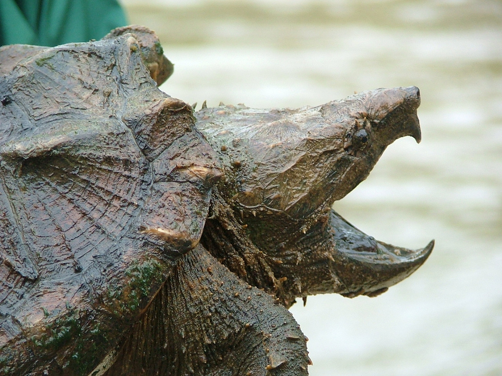 Alligator snapping turtles are currently being considered for threatened status by the federal government