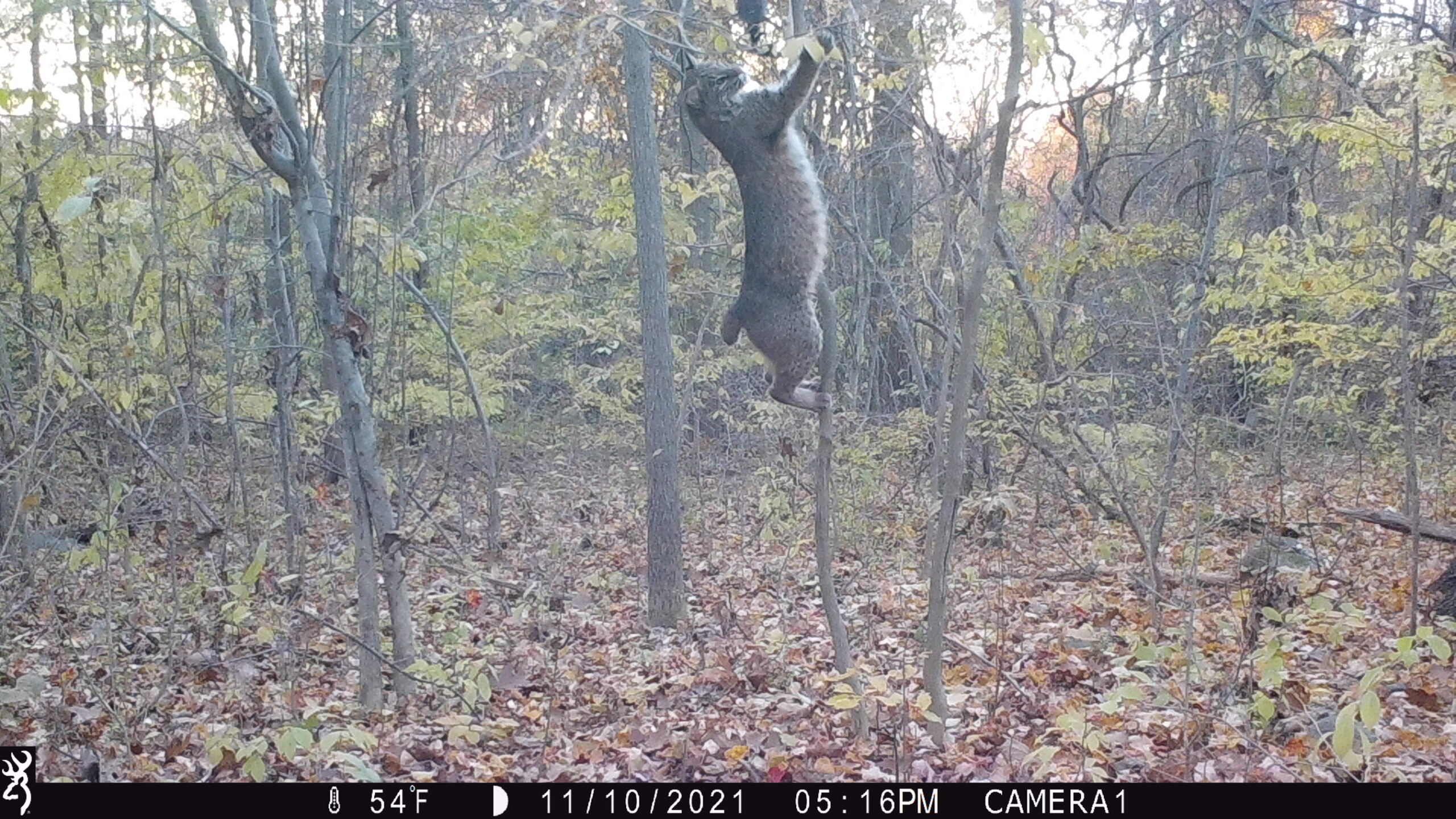 The deer-lure, scent-dripper is just above him. 
