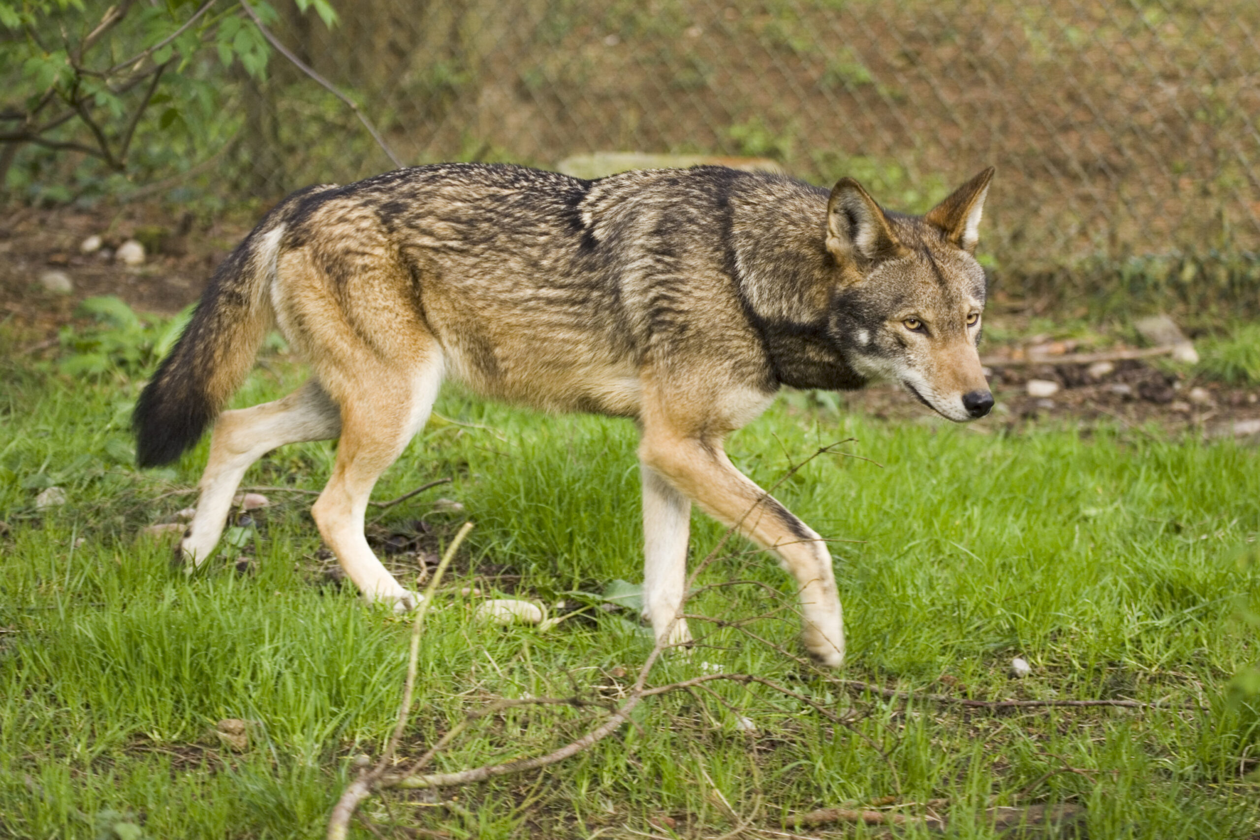 There are hundreds of red wolves living in captive breeding facilities throughout the United States