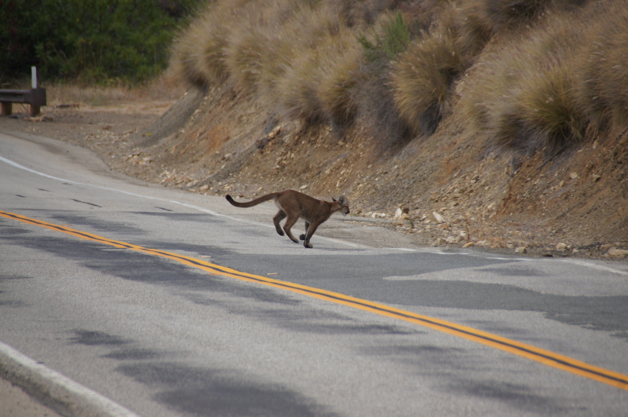 Because of the large range they cover, mountain lions frequently have to cross busy roads.
