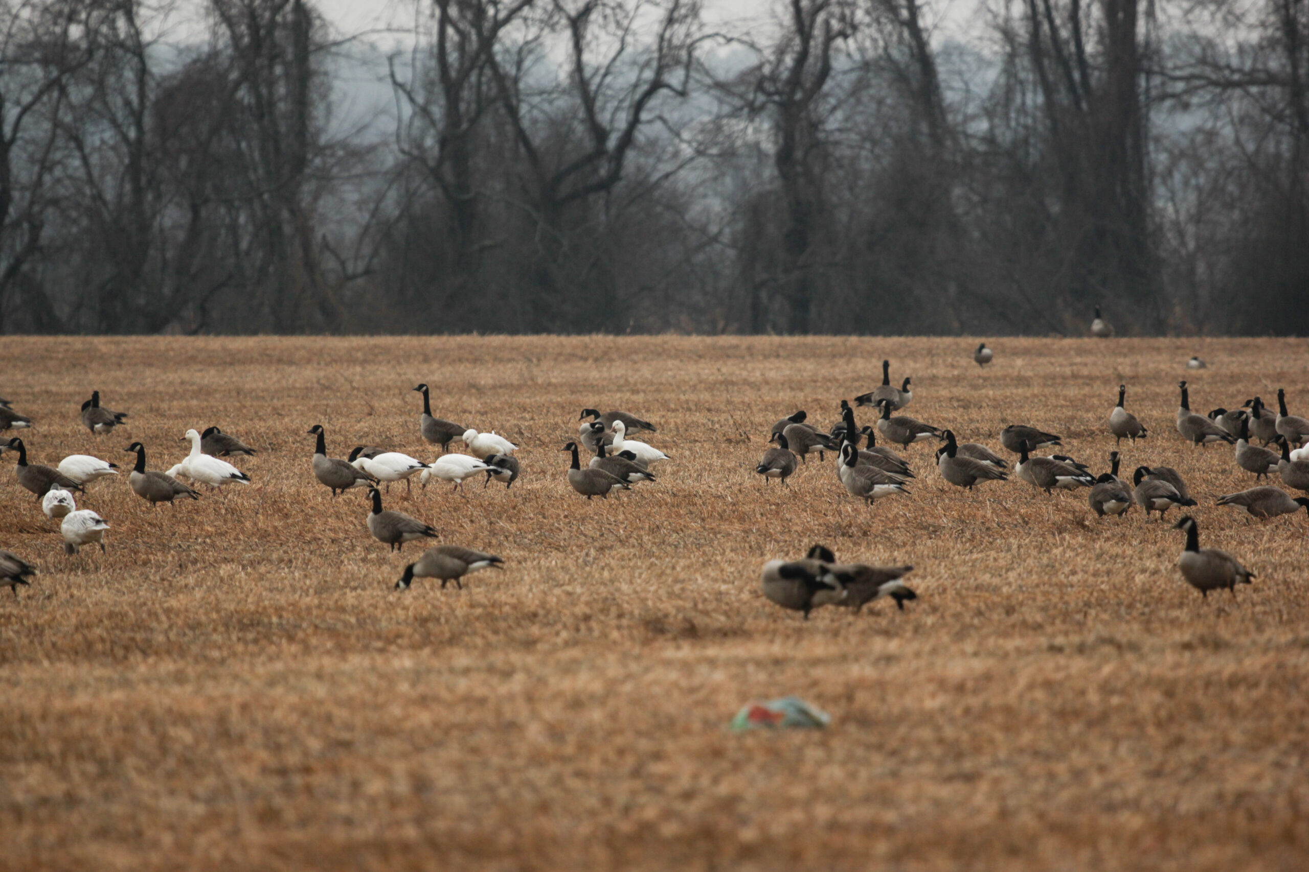 Geese forage in an agricultural field in the Northeast.