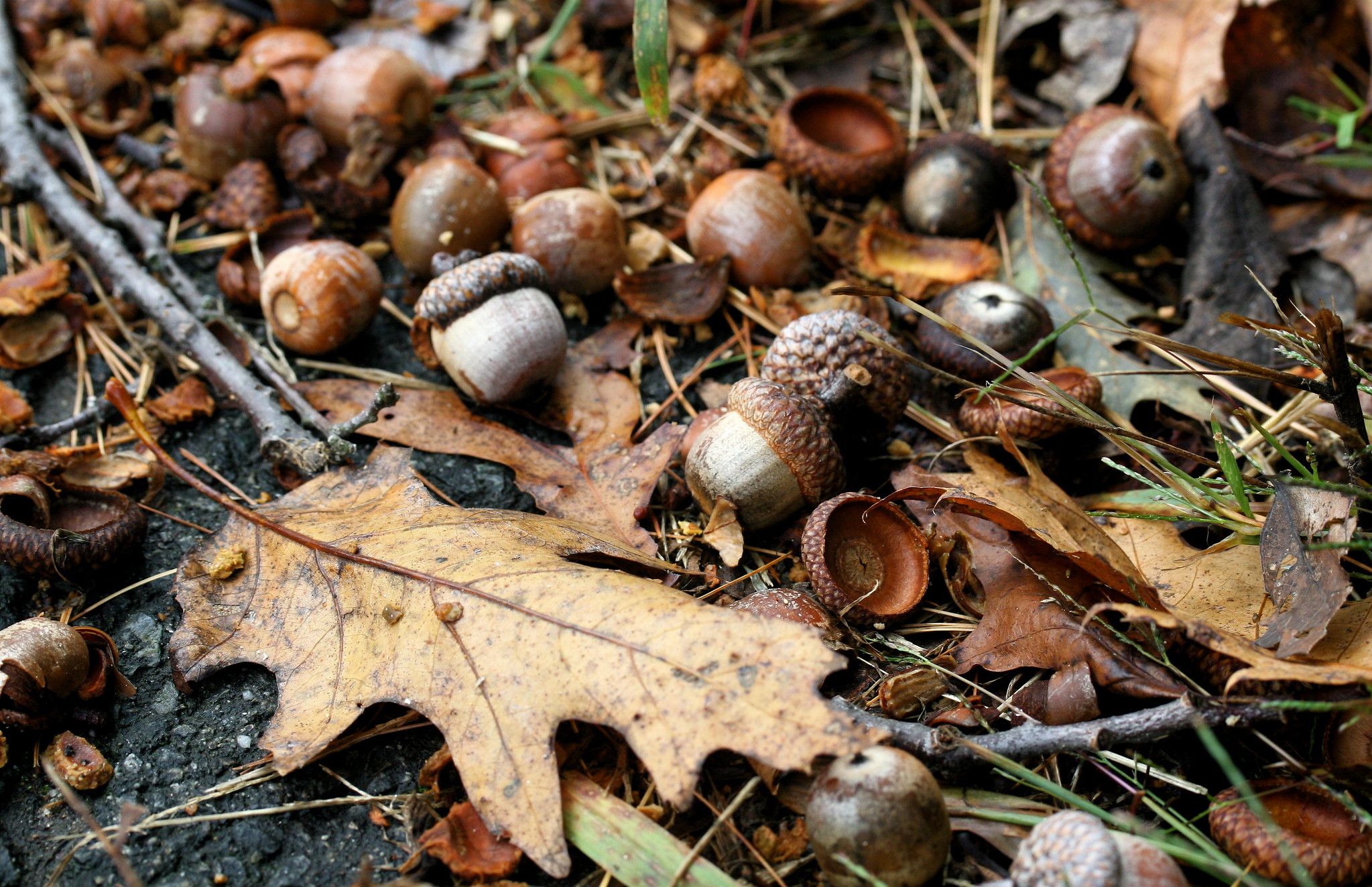 Acorns are a favorite natural browse for whitetails