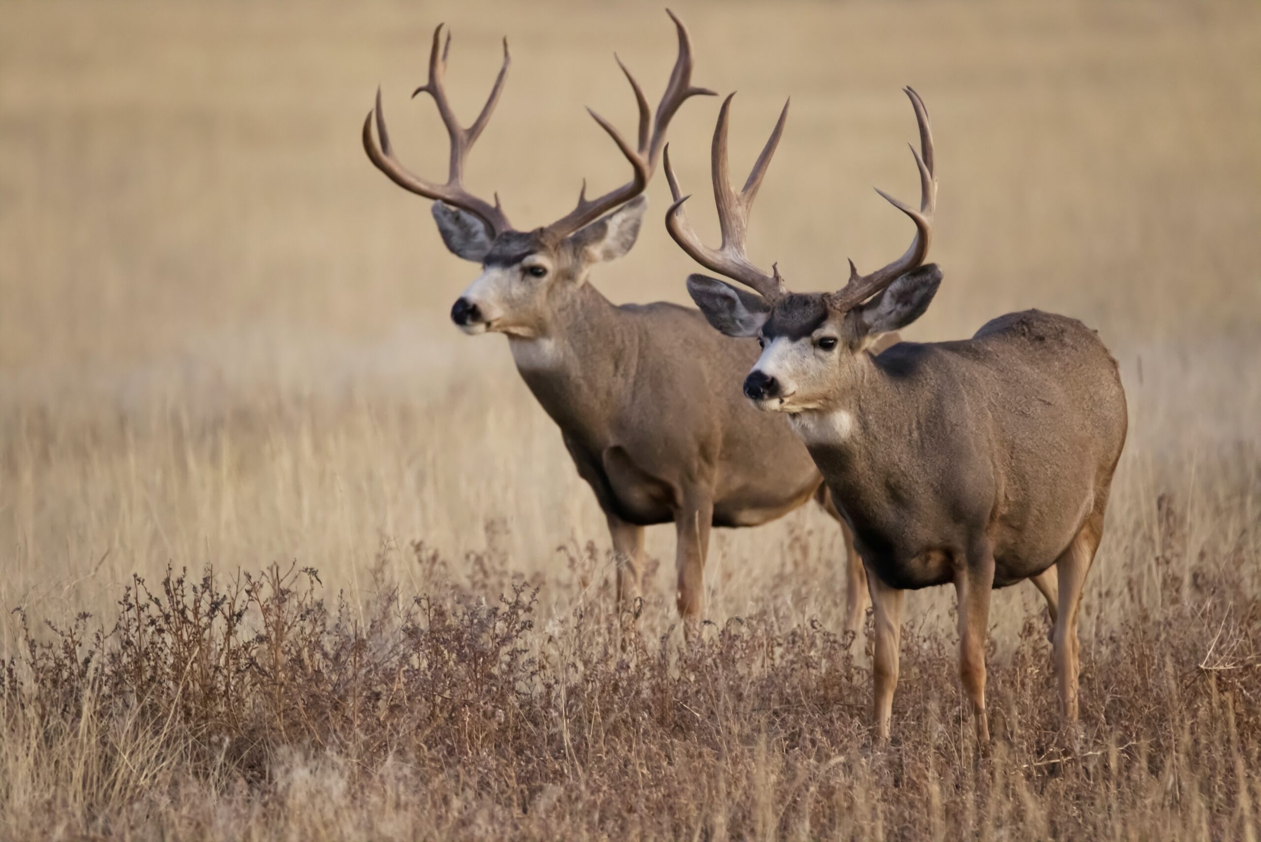 Will coyote bounties save mule deer?