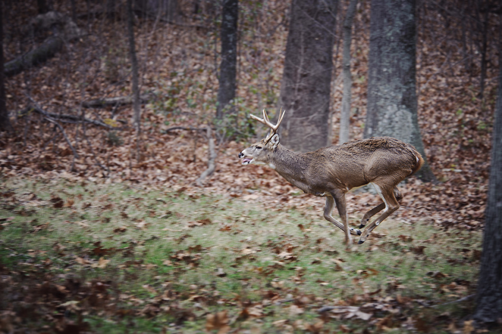 Cold weather tends to put whitetails on the move