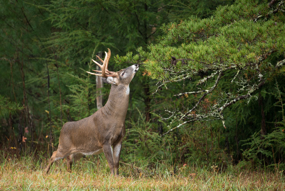 Wisconsin DHS is asking hunters to wear a mask while field-dressing deer.