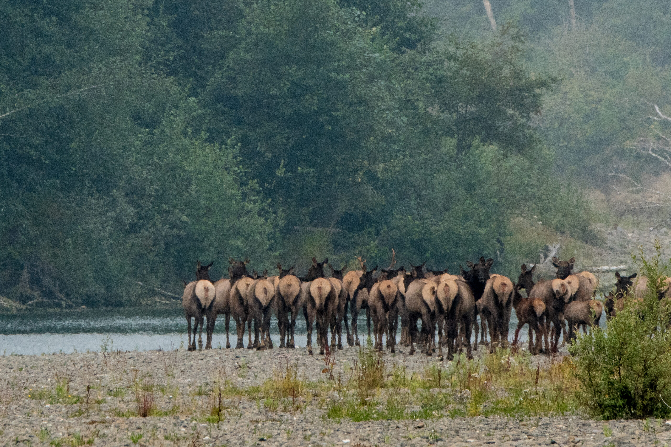 Elk hunts involving non-residents stirred controversy this elk season.