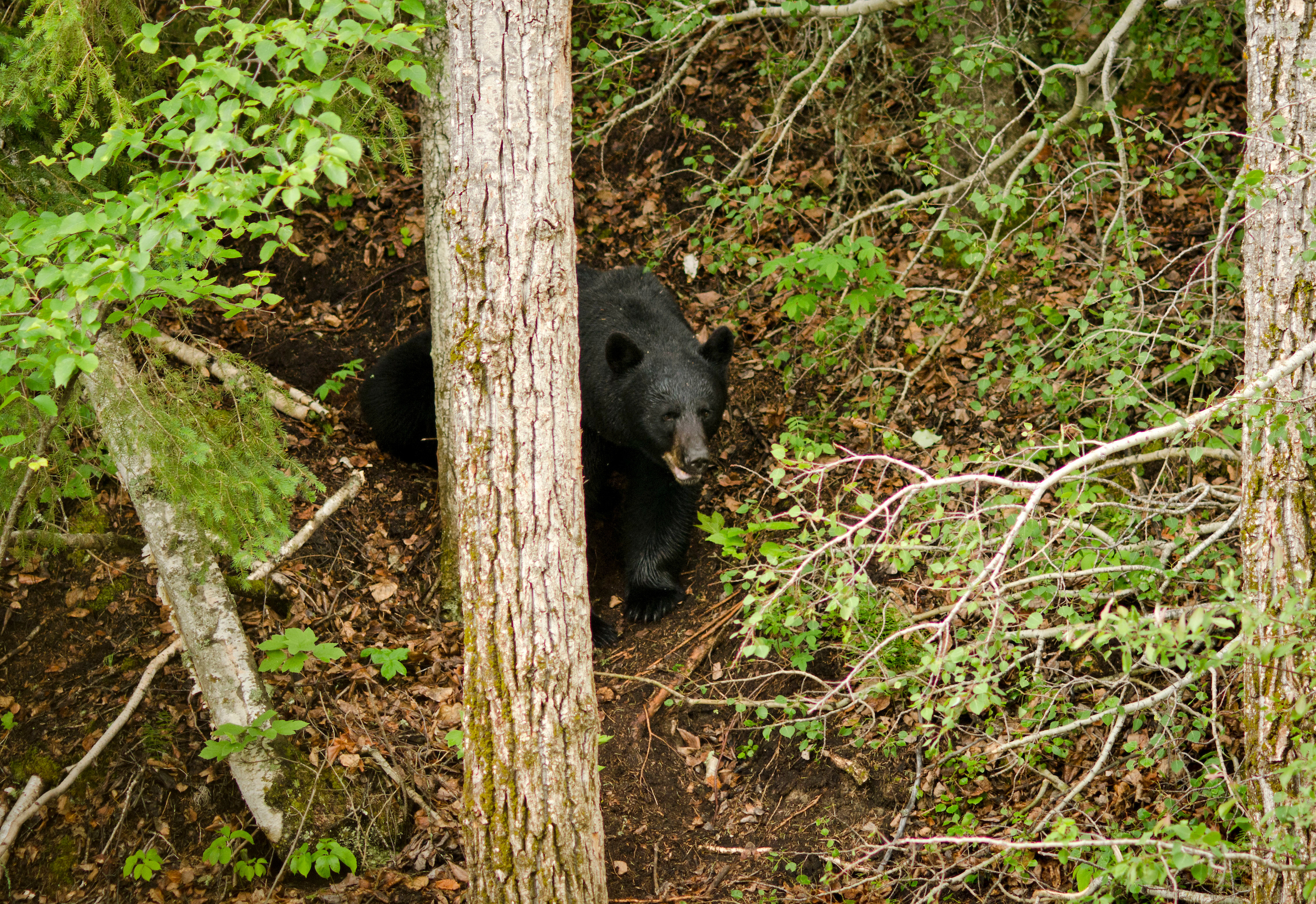Washington State Lost Its Spring Bear Hunt to Political Overreach—And It’s Just the Beginning