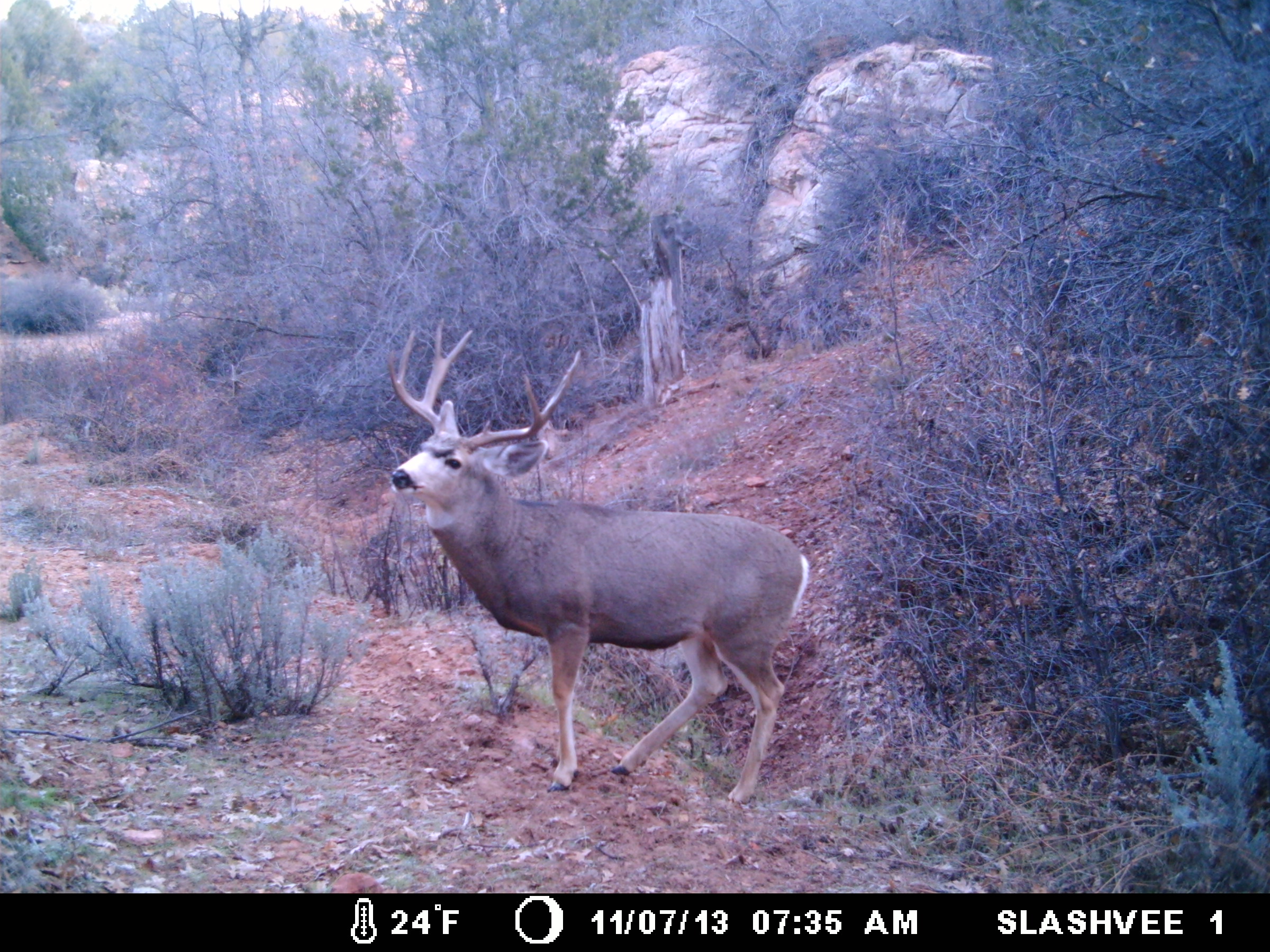 Buck caught on Utah trail camera