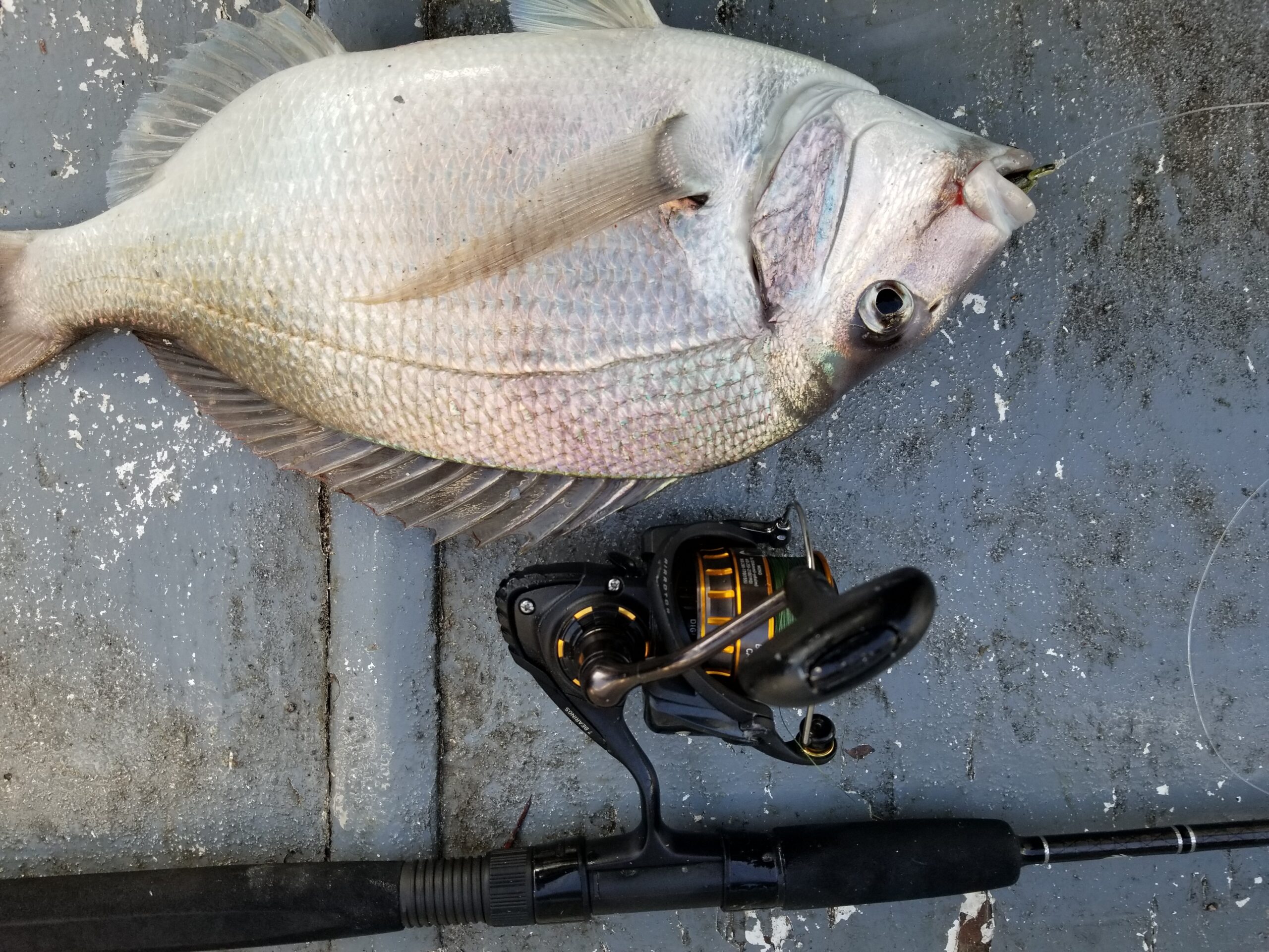 A silver porgy fish on the dock of a boat