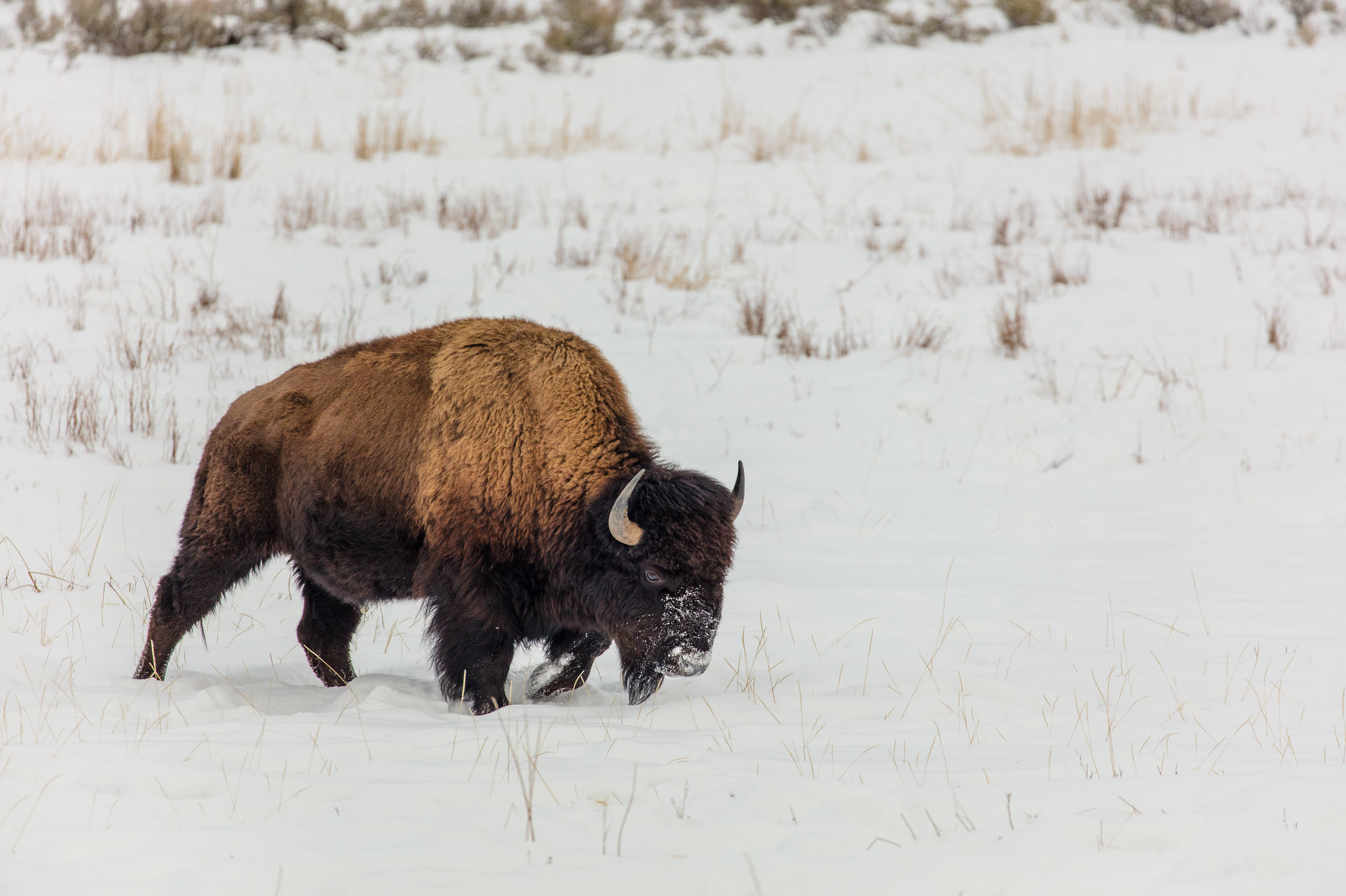 Bison walks through snow in Yellowstone National Park