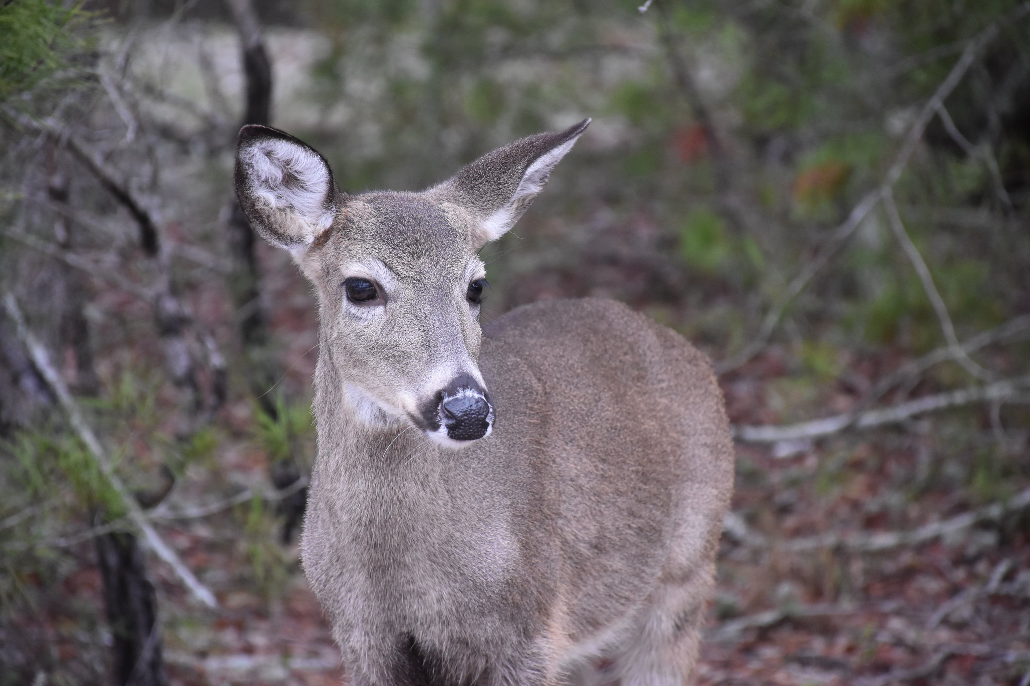 Whitetail doe in Florida