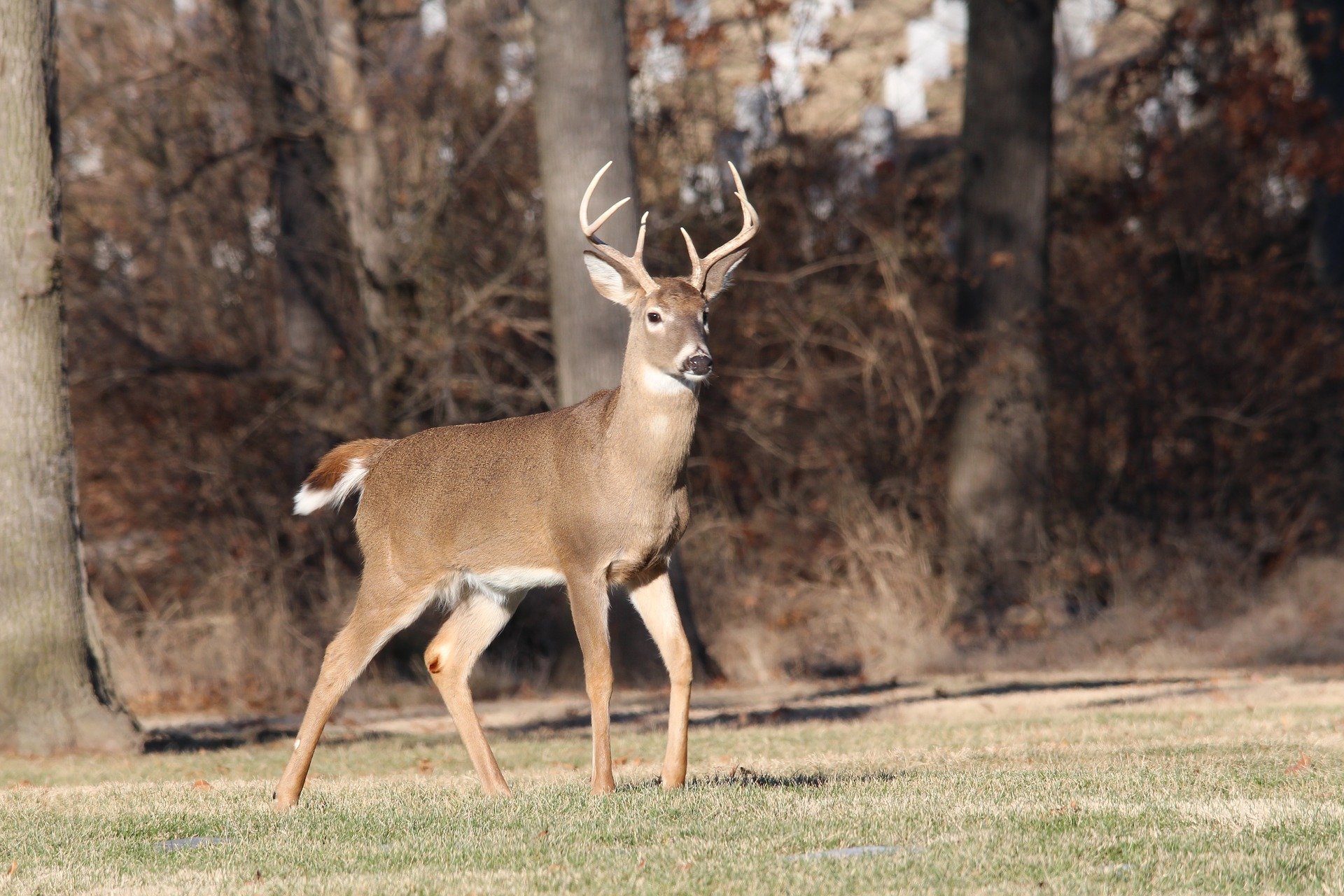 A deer culling program is now planned for a suburban Montreal park.