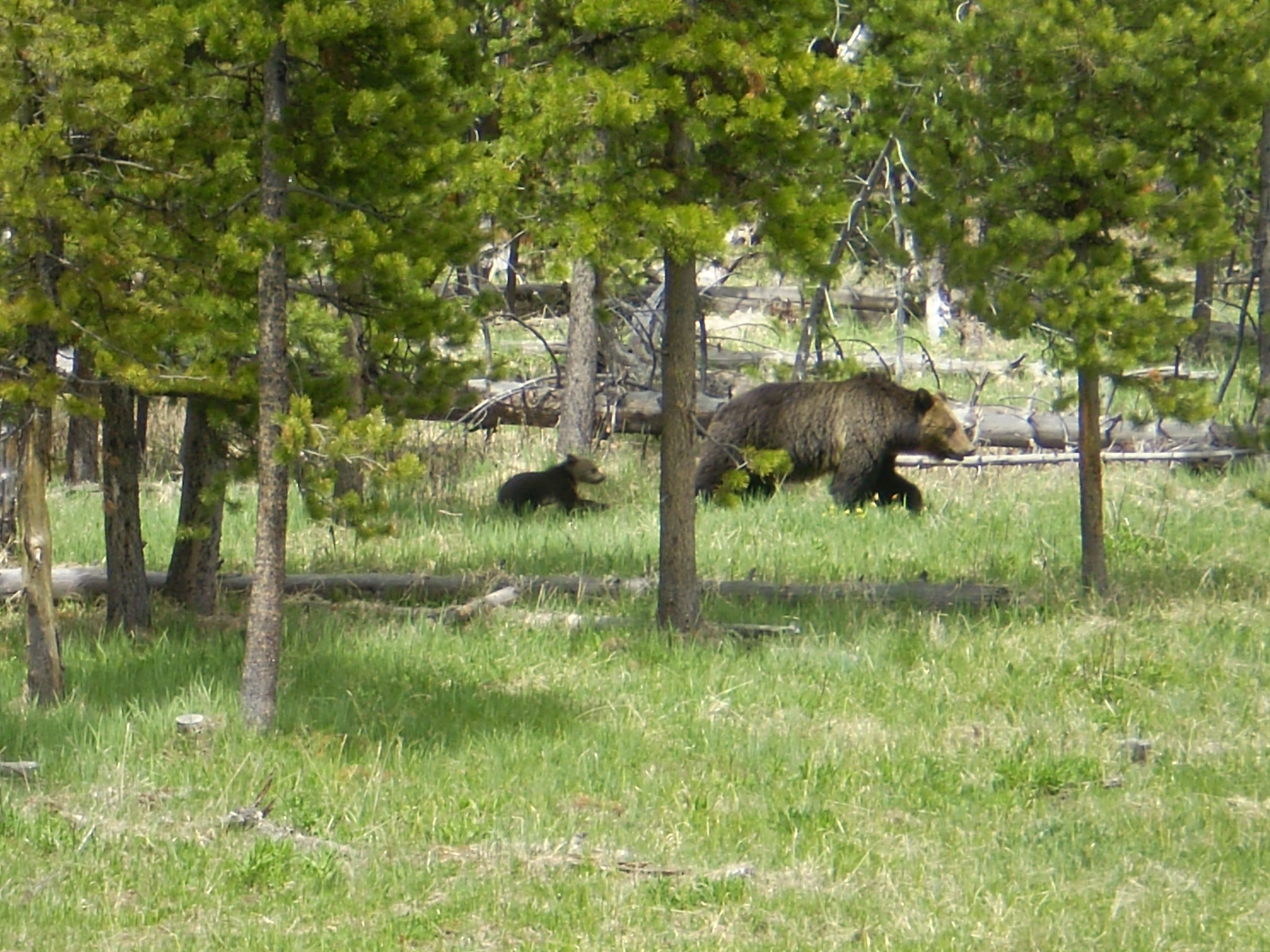 Idaho grizzly bears