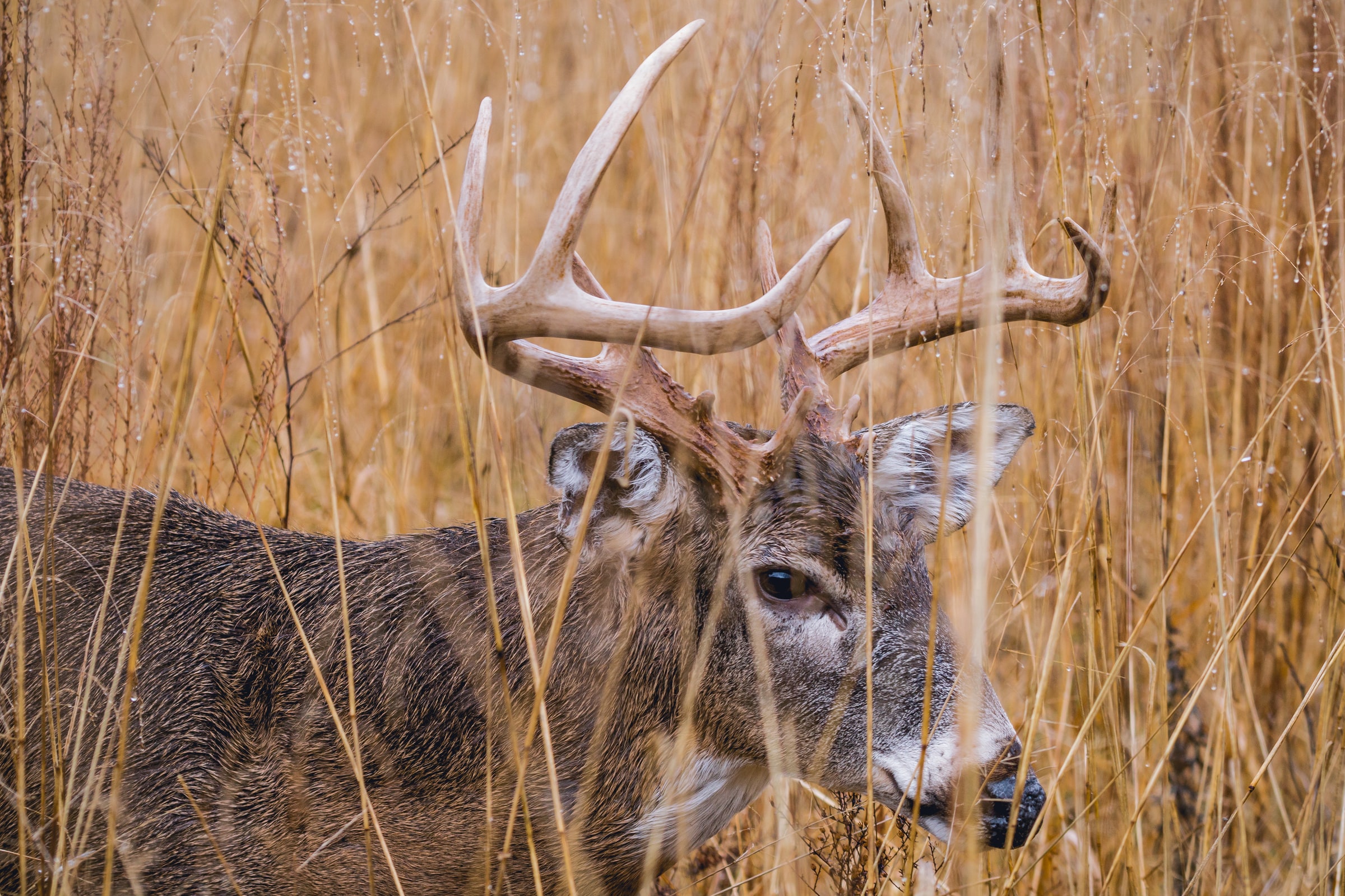 This was one of the best deer seasons in Maine history.