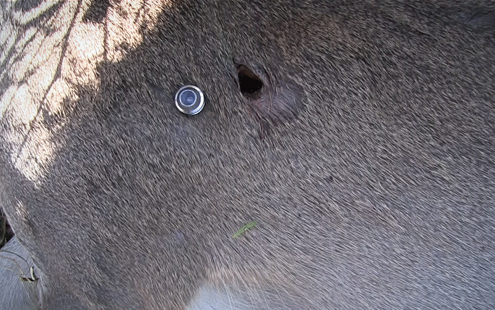 An airgun pellet next to a hole in a deer