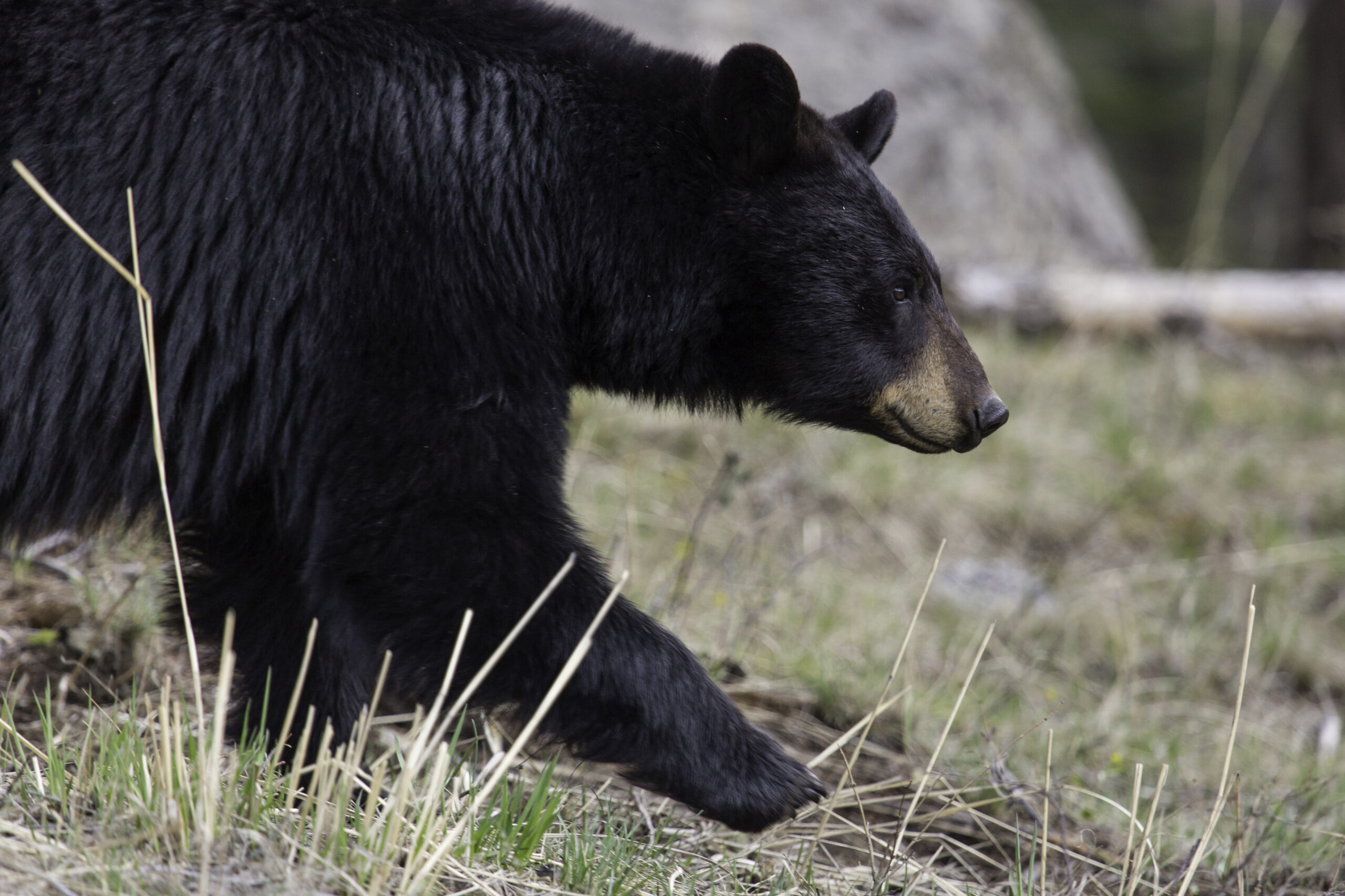 Bear hunter harassment is not uncommon.